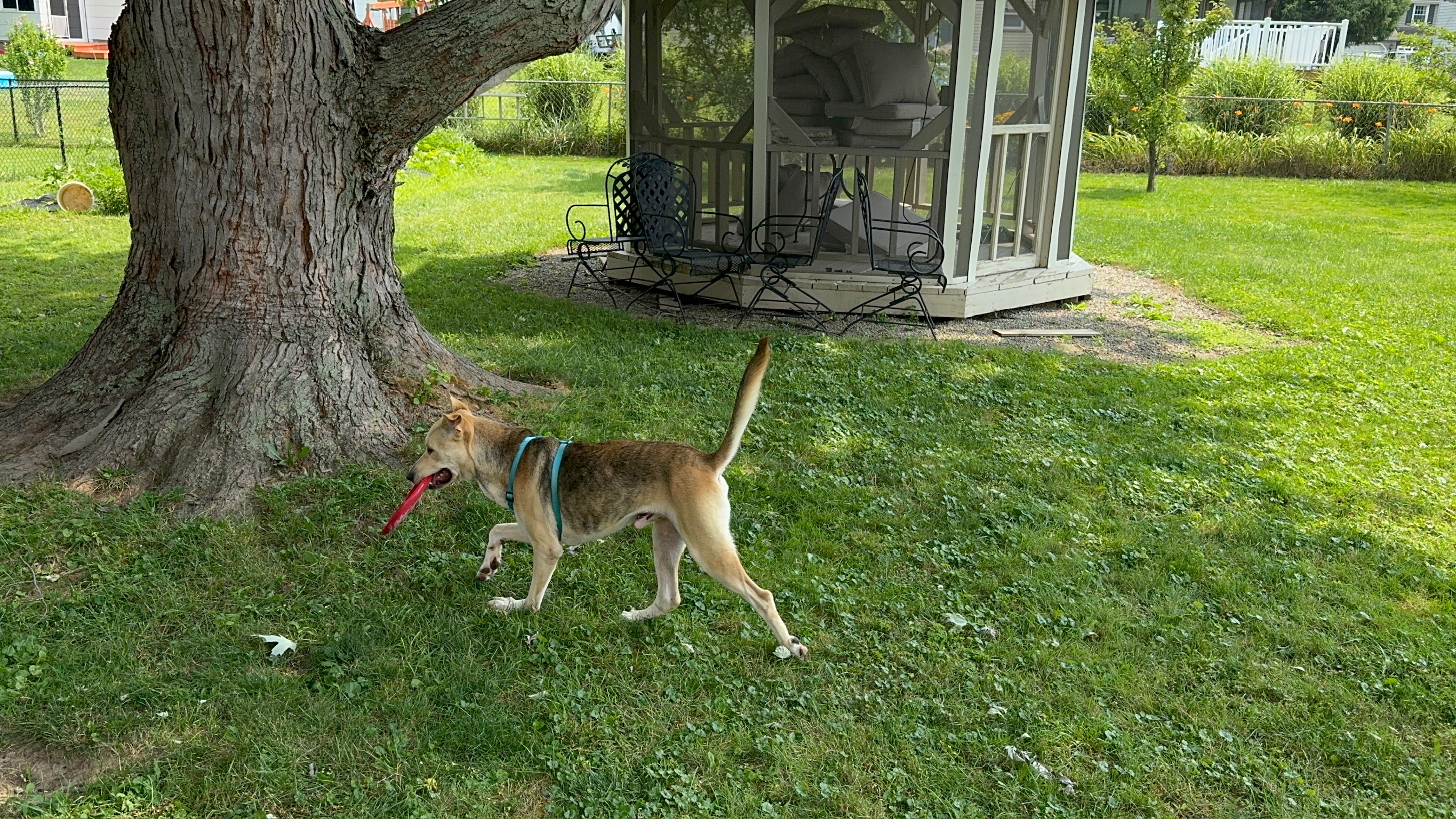 Simba, a Adopted mixed breed in Hilton, NY image 2/6