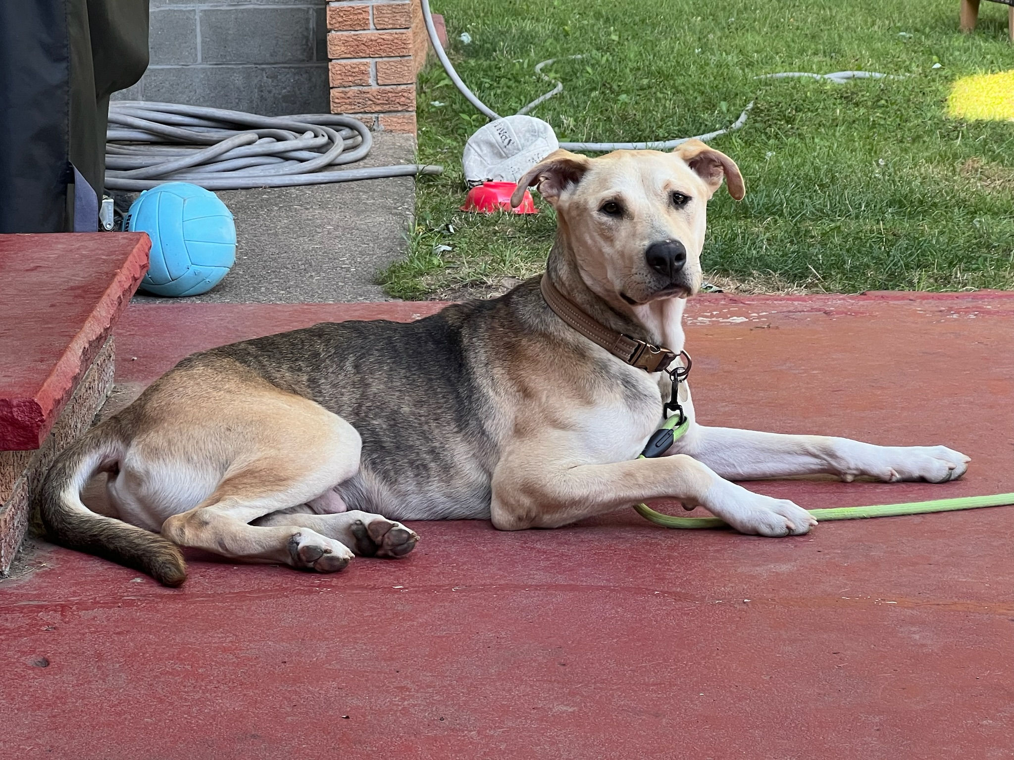Simba, a Adopted mixed breed in Hilton, NY image 3/6