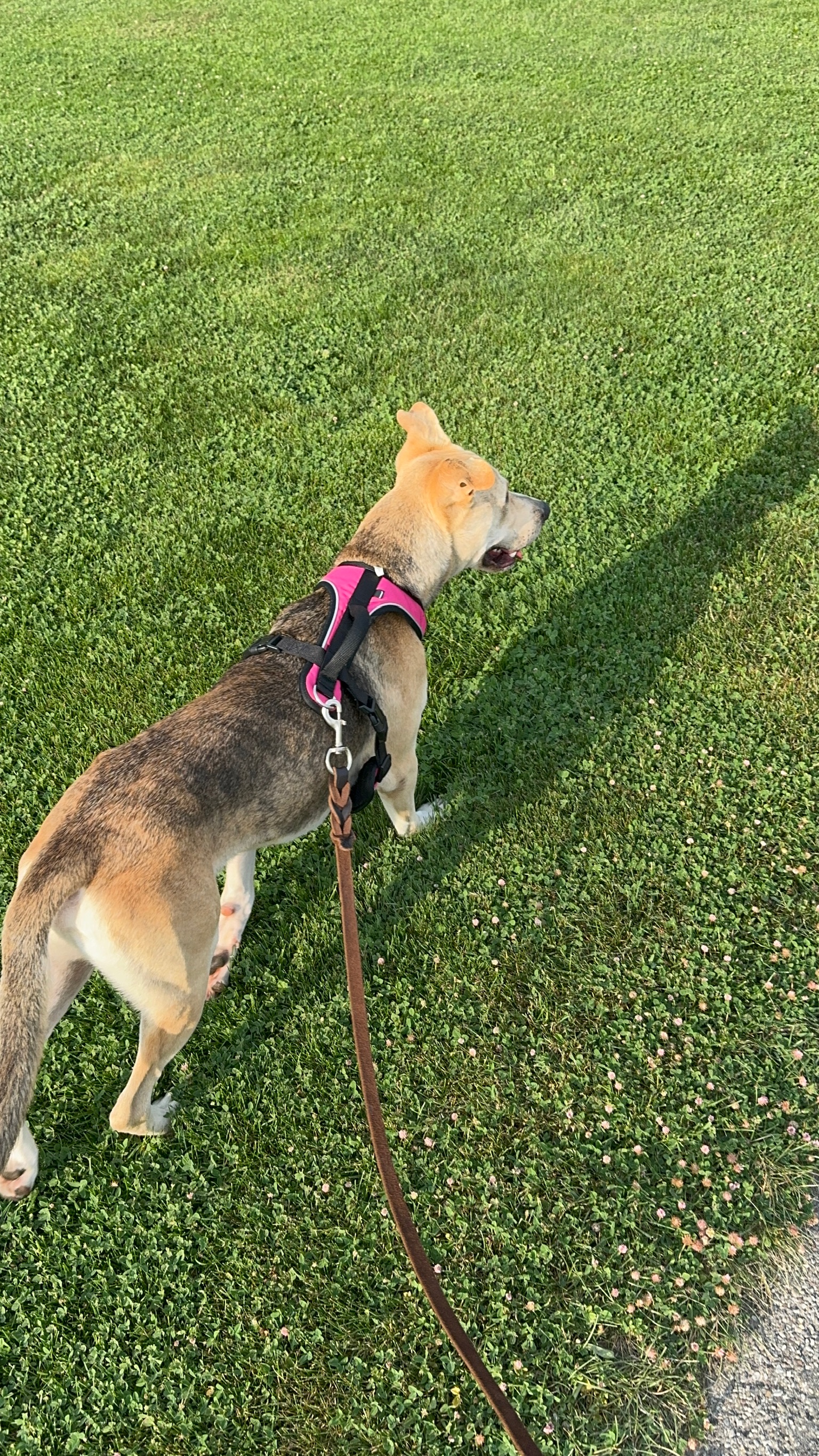 Simba, a Adopted mixed breed in Hilton, NY image 4/6
