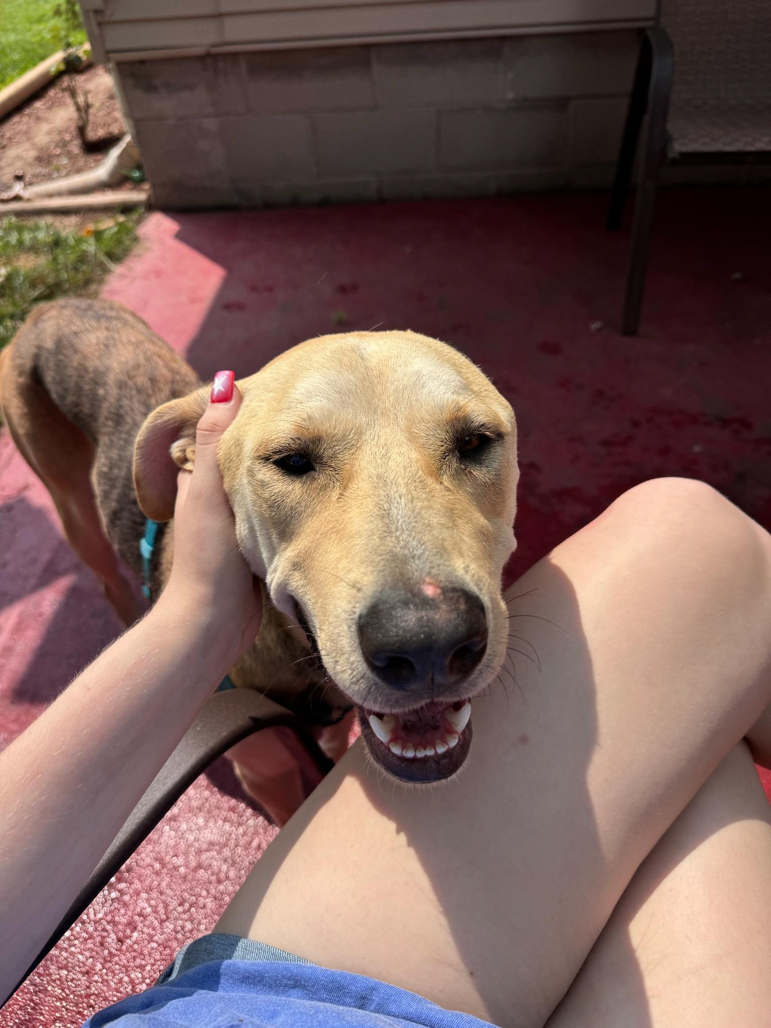 Simba, a Adopted mixed breed in Hilton, NY image 5/6