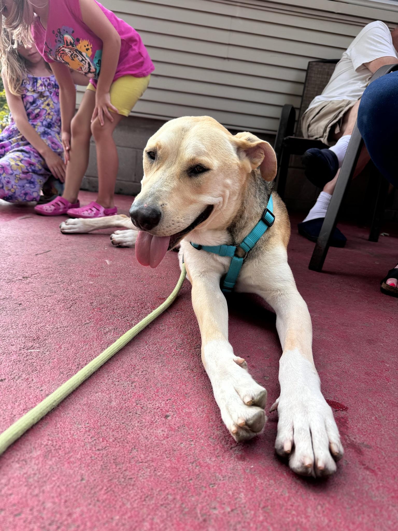 Simba, a Adopted mixed breed in Hilton, NY image 6/6