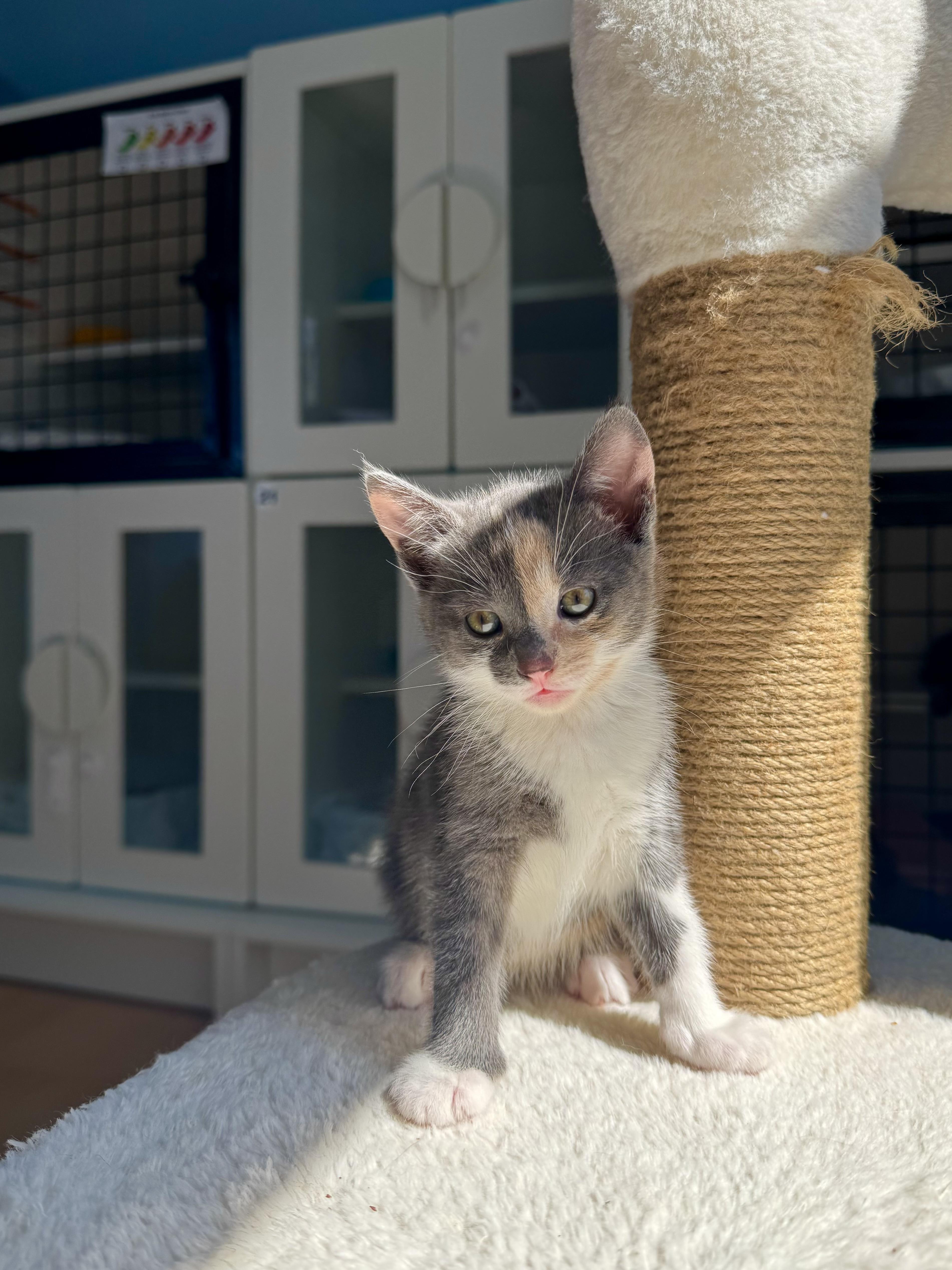 Enlarge Mochi , an adopted Domestic Short Hair in Ramsey, NJ image 4/5