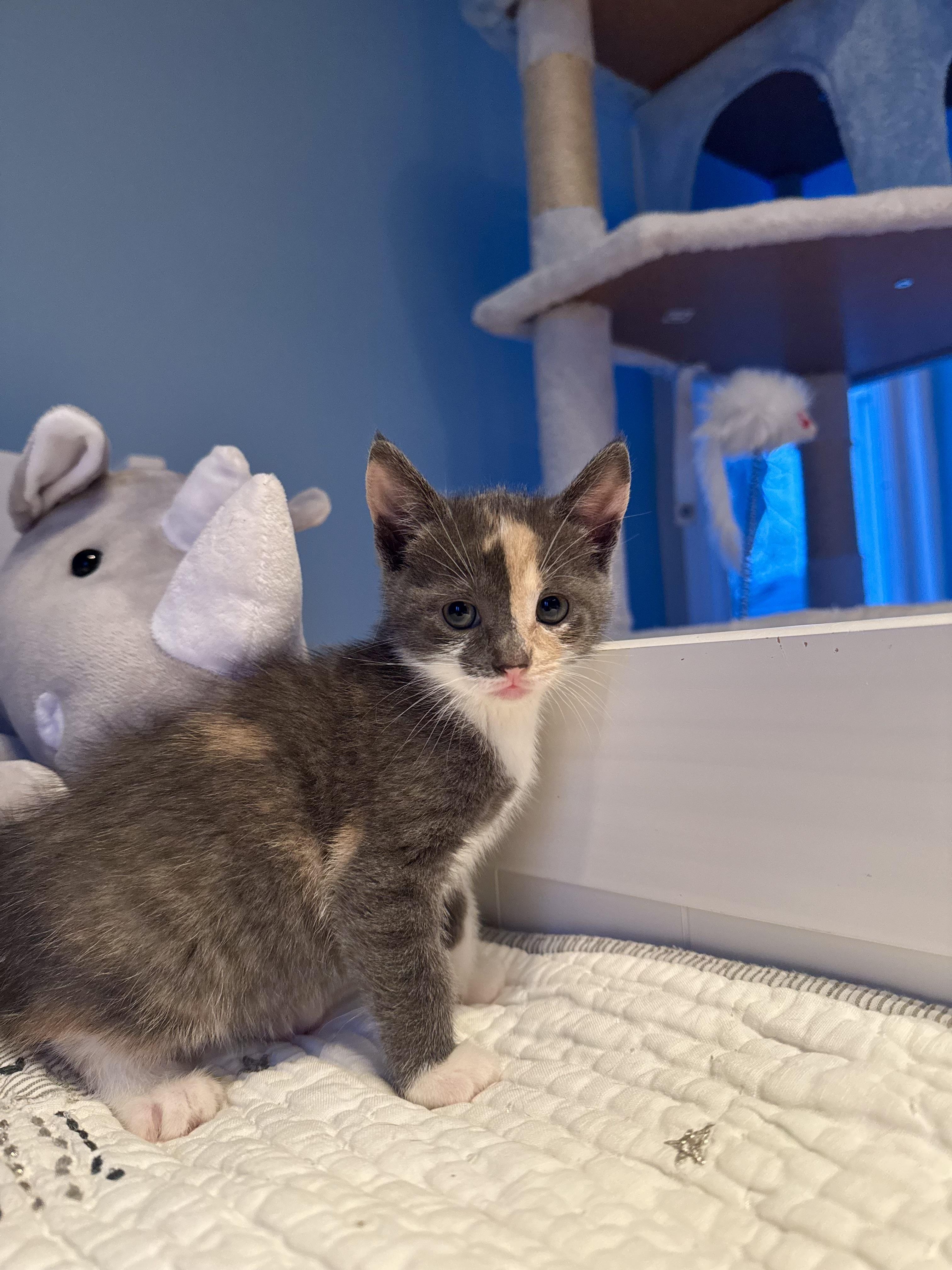 Enlarge Mochi , an adopted Domestic Short Hair in Ramsey, NJ image 5/5