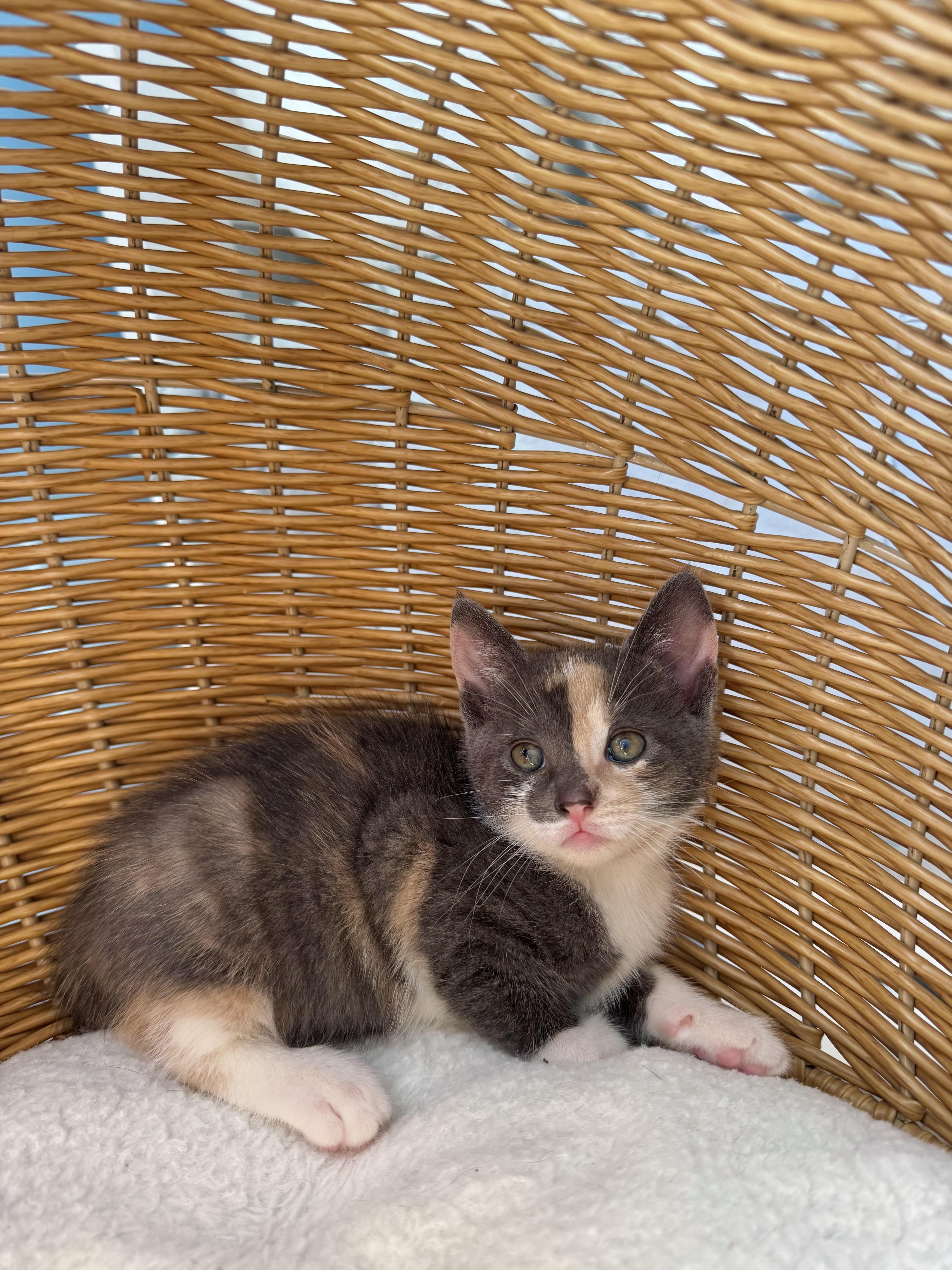 Enlarge Mochi , an adopted Domestic Short Hair in Ramsey, NJ image 2/5