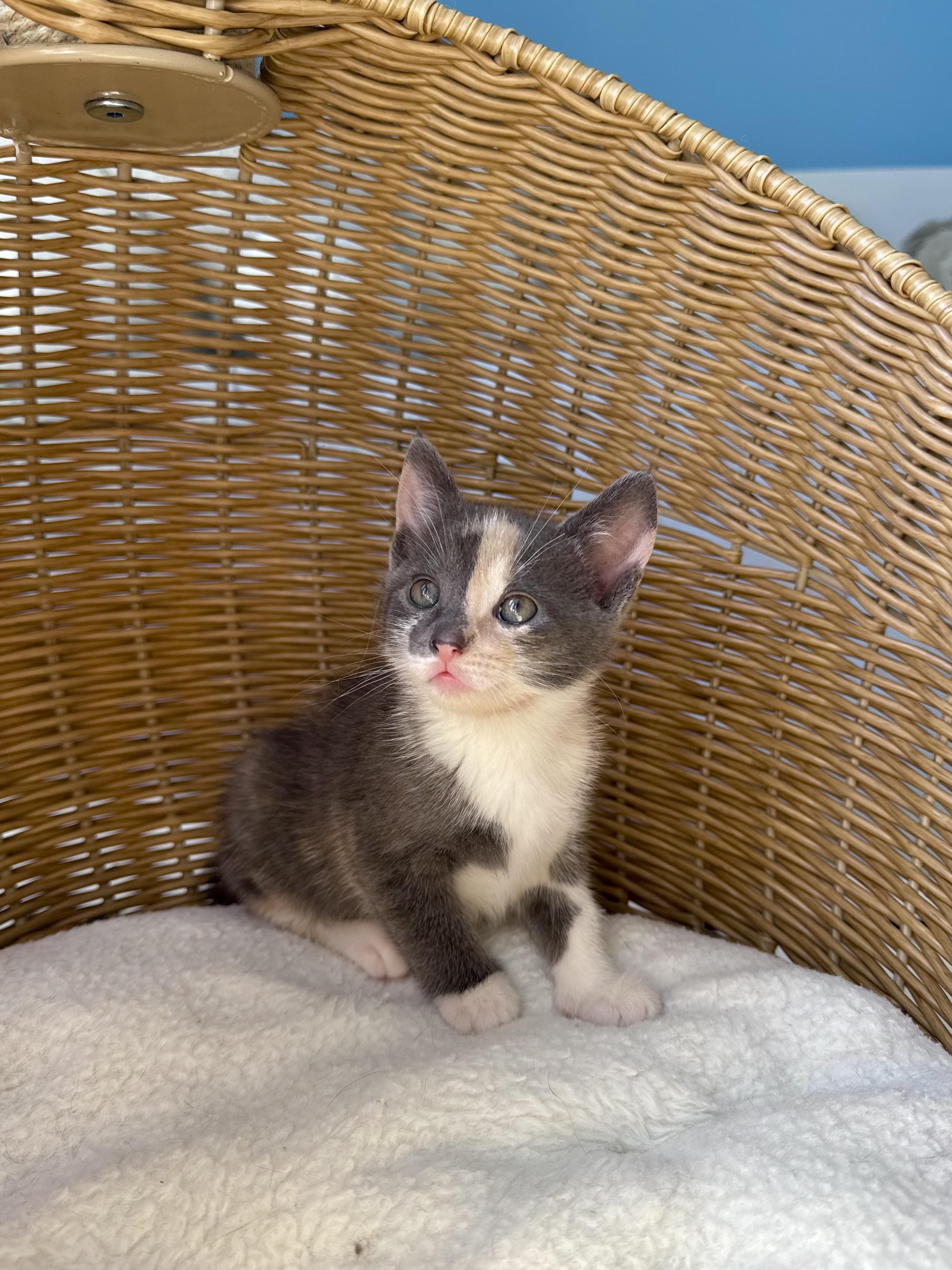 Enlarge Mochi , an adopted Domestic Short Hair in Ramsey, NJ image 1/5