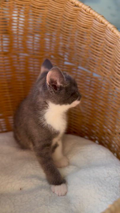 Enlarge Mochi , an adopted Domestic Short Hair in Ramsey, NJ video 3/5