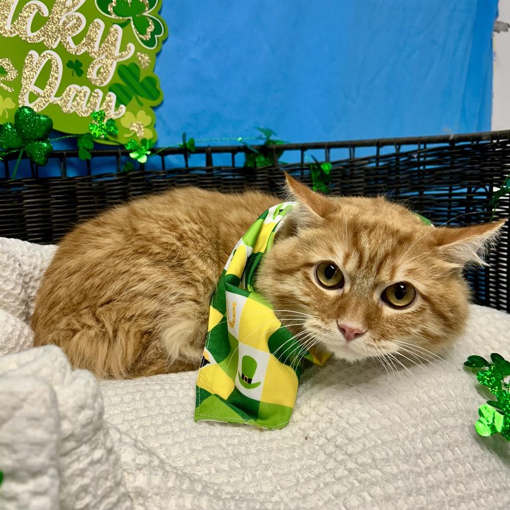 Kieran, Adoptable, Adult Male Domestic Medium Hair.