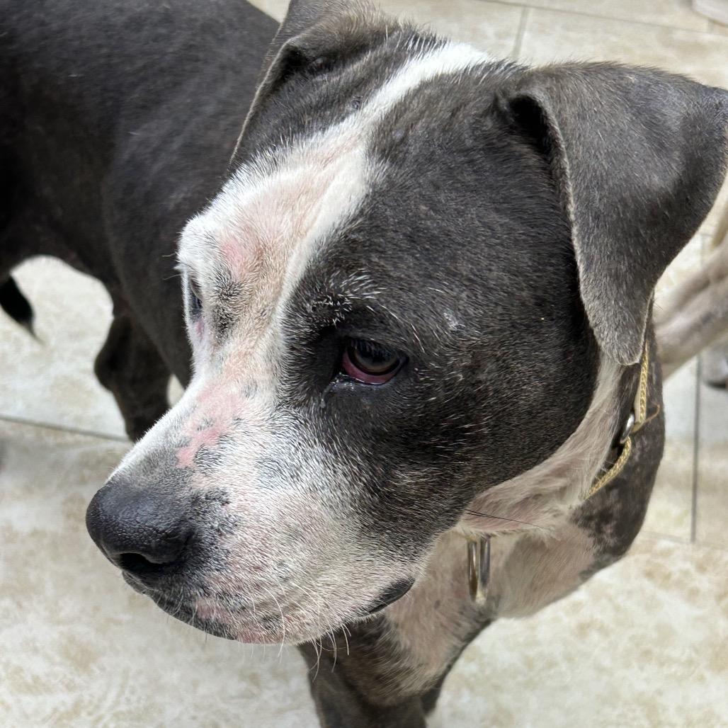 Maggie, Adoptable, Adult Female Pit Bull Terrier.