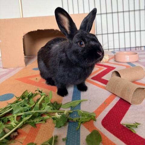 PEPPER, Adoptable, Young Female Bunny Rabbit.