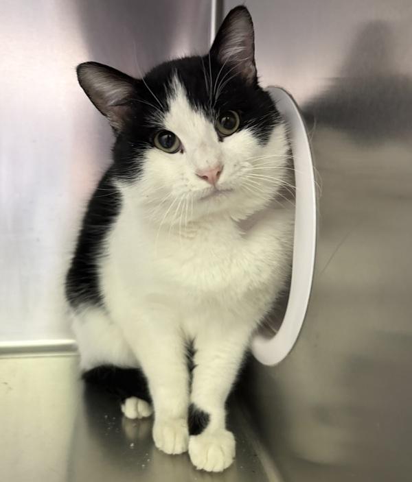 Pixel, Adoptable, Adult Male Domestic Short Hair.