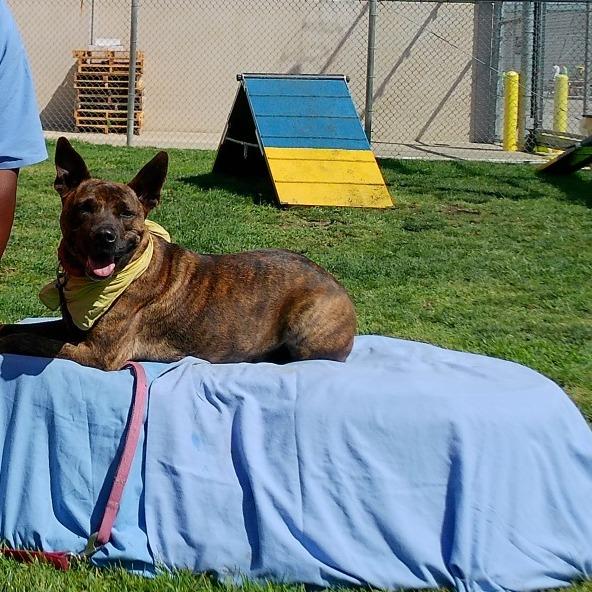 Marge, Adoptable, Adult Female Mixed Breed & Mixed Breed.