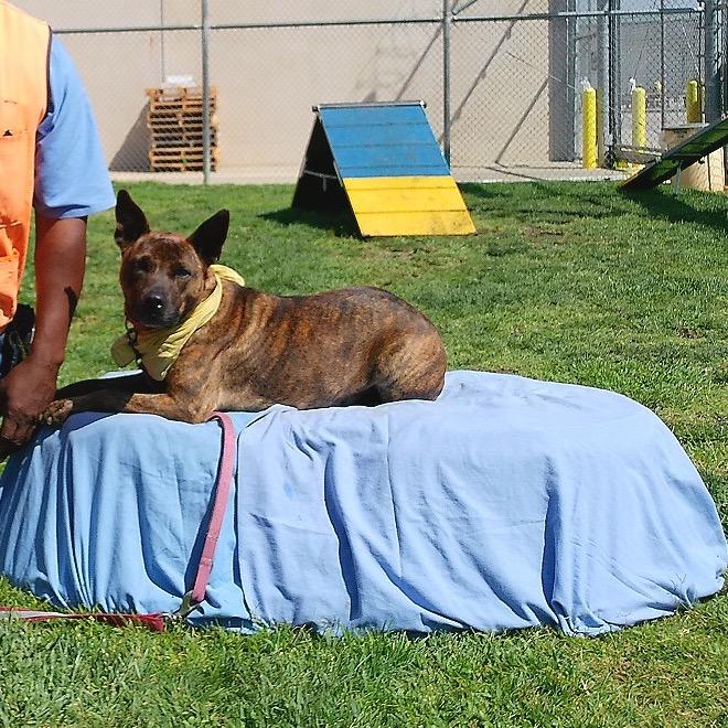Enlarge Marge, a Adoptable mixed breed in Ione, CA image 3/4