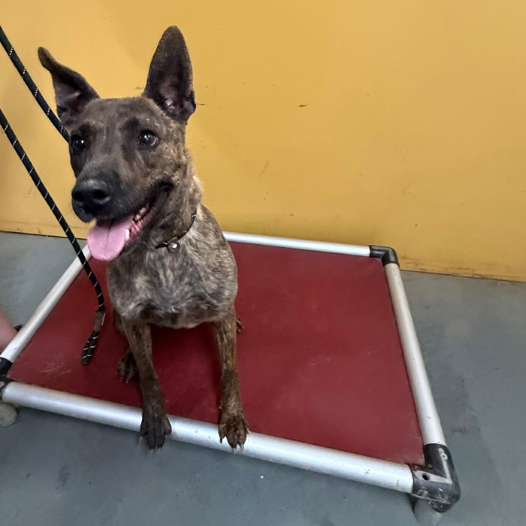 Enlarge Marge, a Adoptable mixed breed in Ione, CA image 1/1