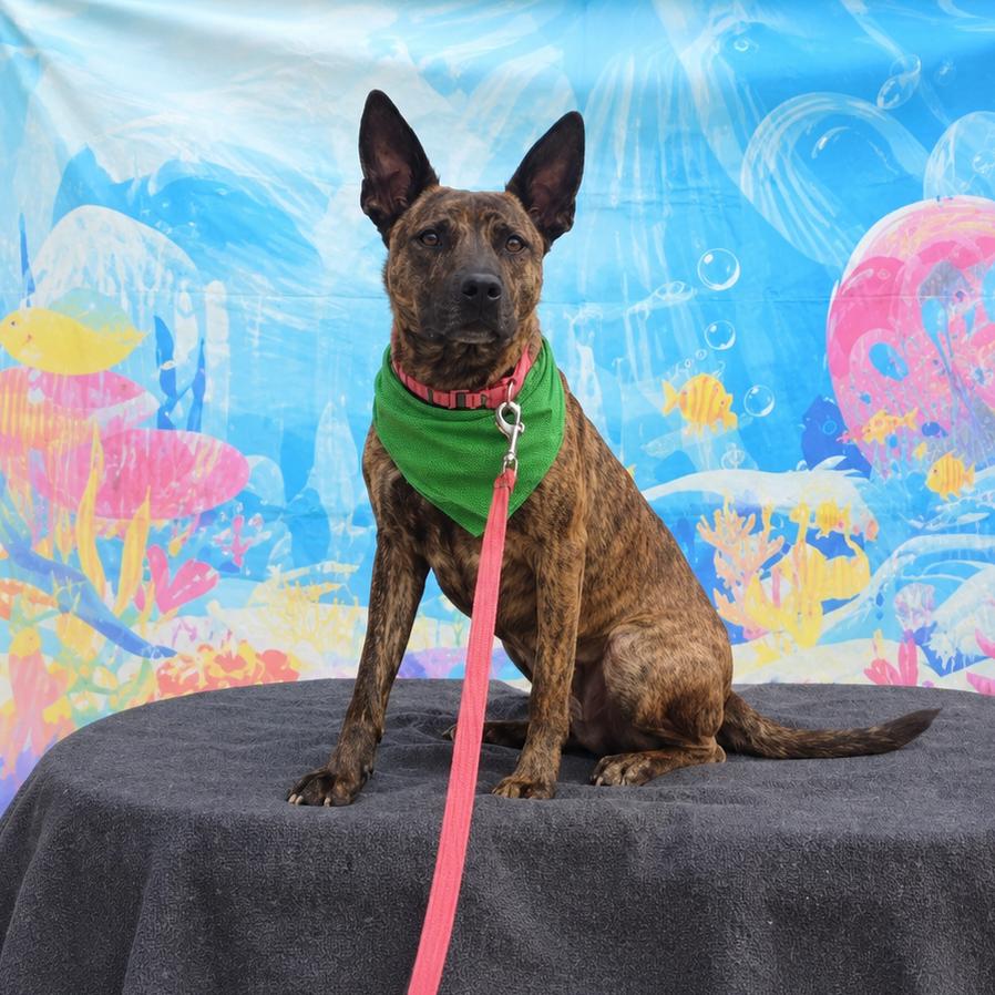 Enlarge Marge, a Adoptable mixed breed in Ione, CA image 4/4