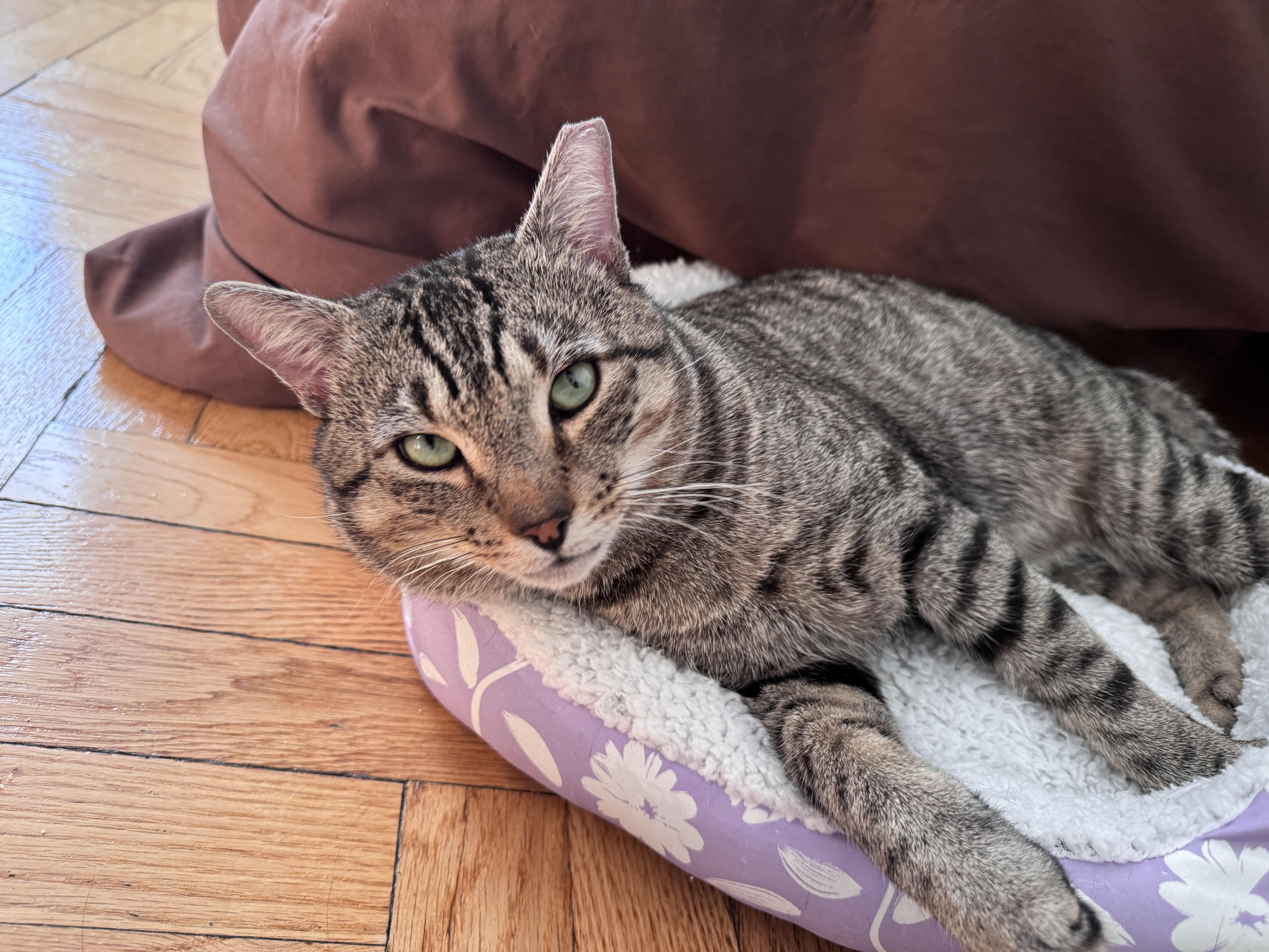 Enlarge Toby, a Adoptable Domestic Short Hair in Brooklyn, NY image 5/5