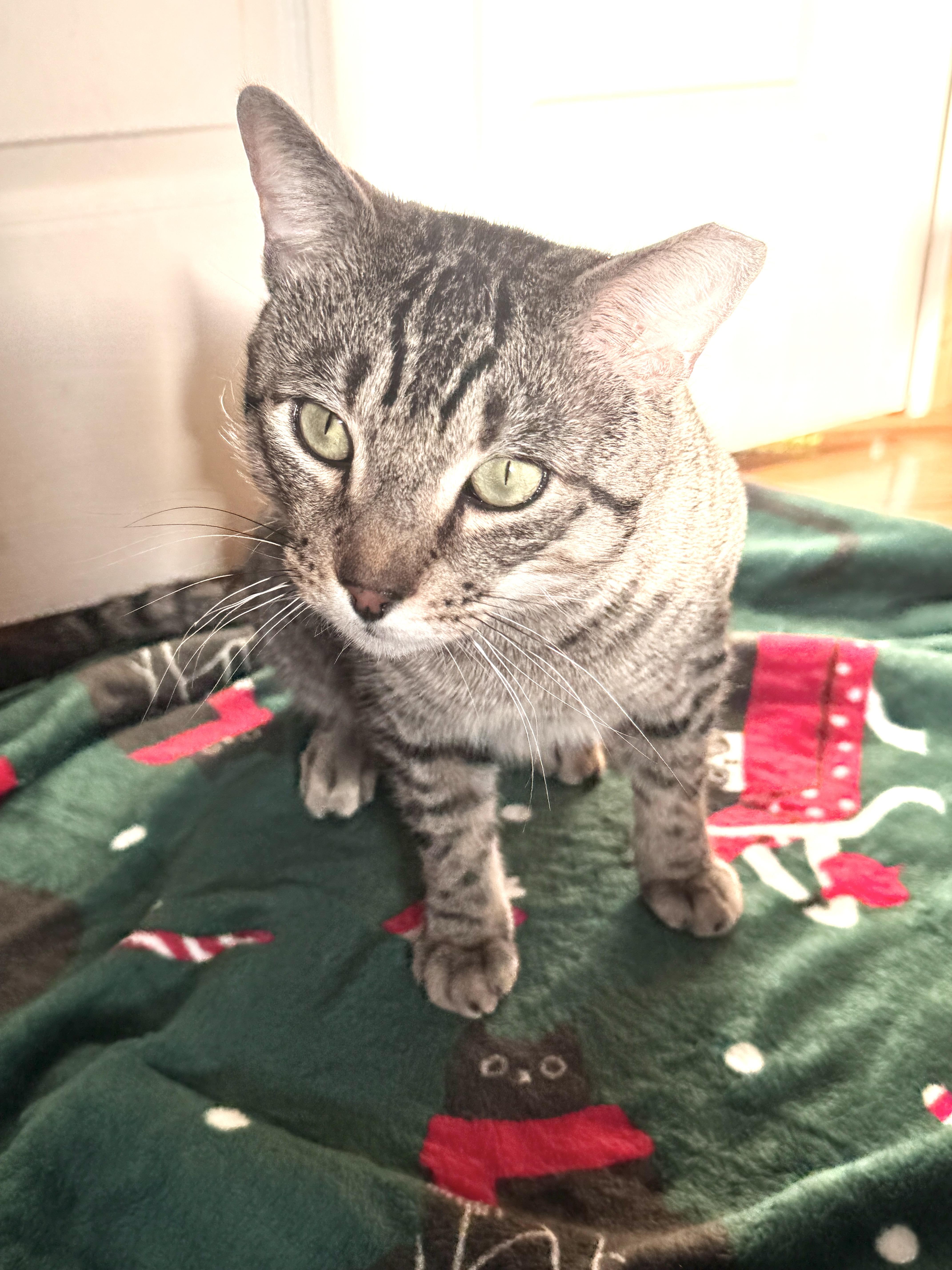 Enlarge Toby, a Adoptable Domestic Short Hair in Brooklyn, NY image 2/5