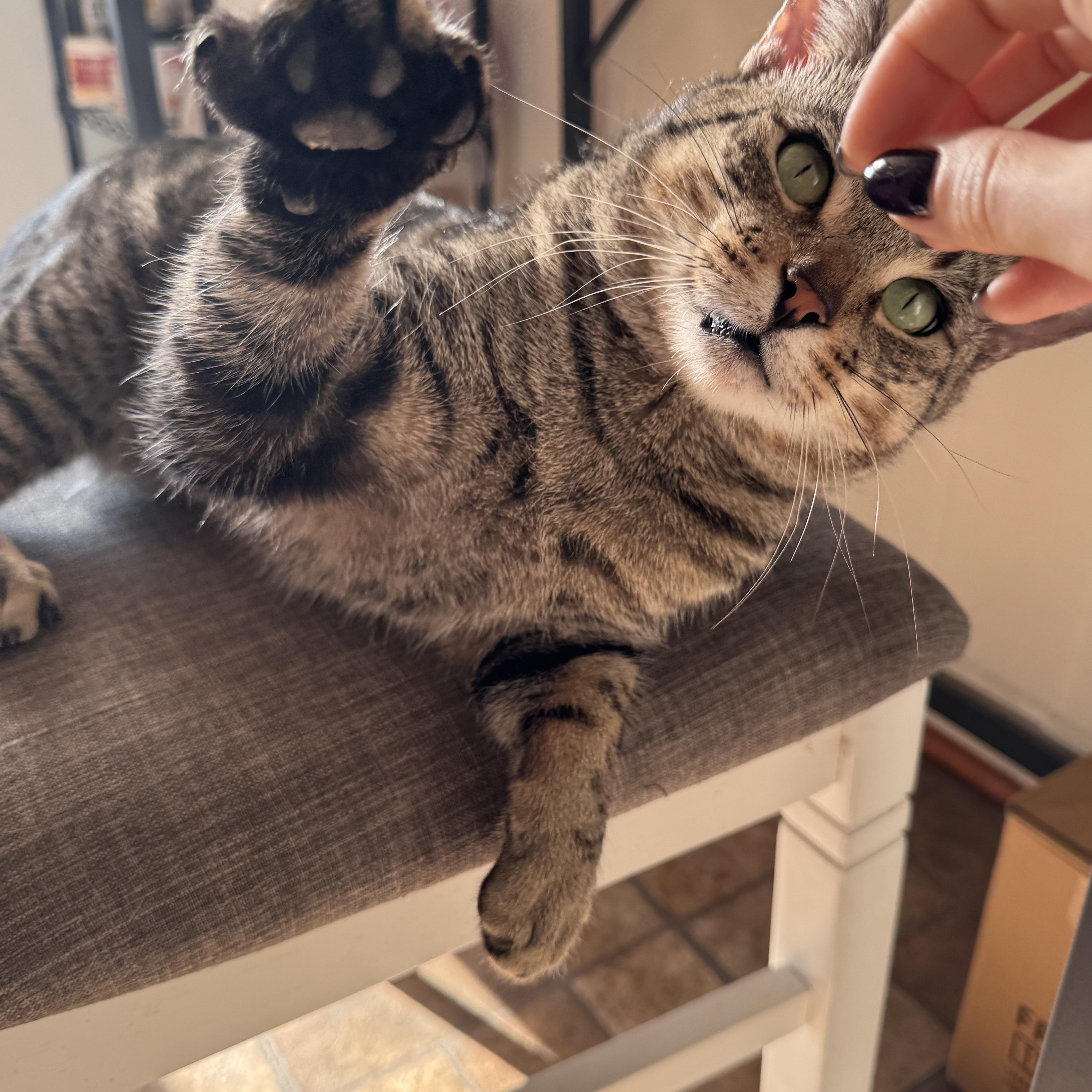 Enlarge Toby, a Adoptable Domestic Short Hair in Brooklyn, NY image 3/5