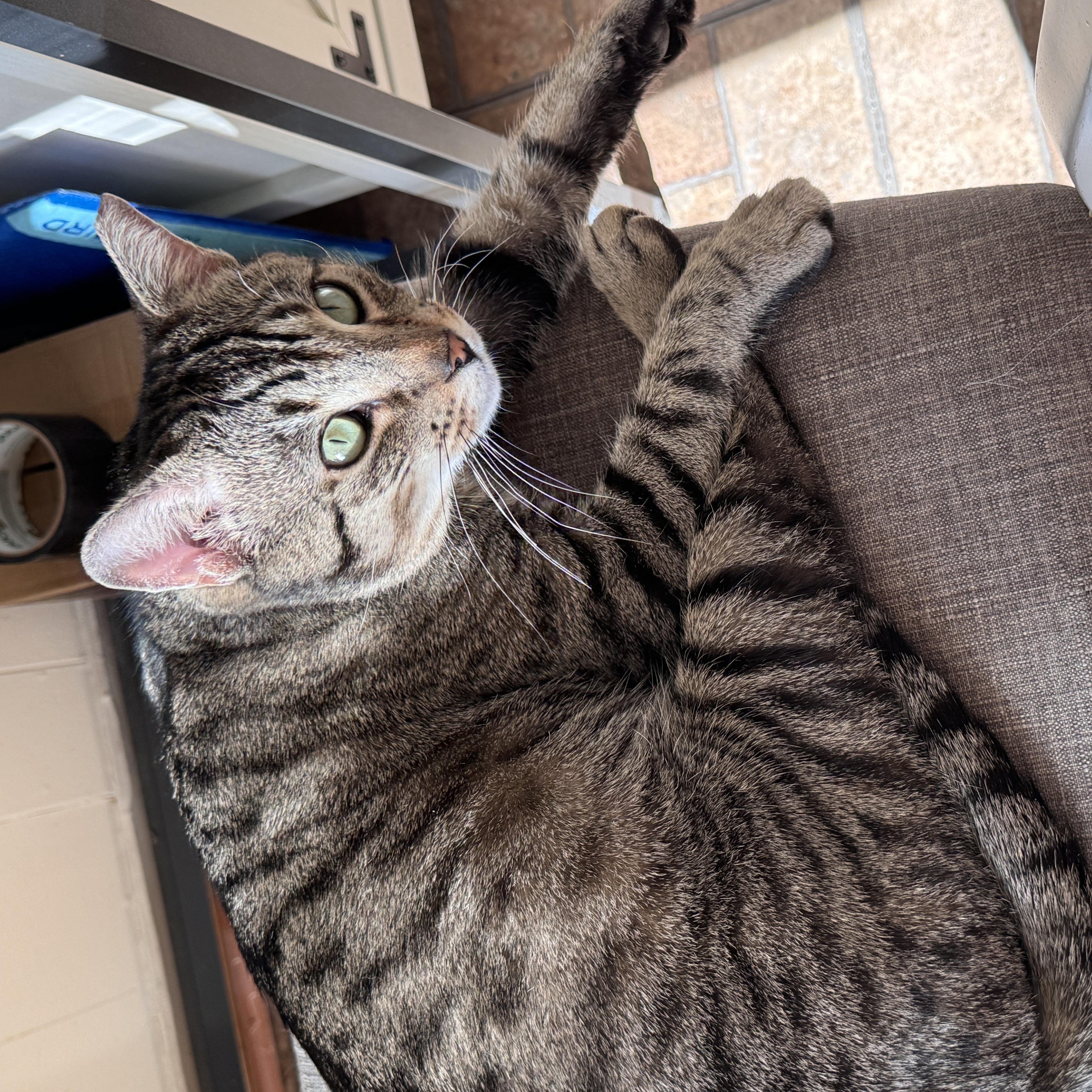 Enlarge Toby, a Adoptable Domestic Short Hair in Brooklyn, NY image 4/5