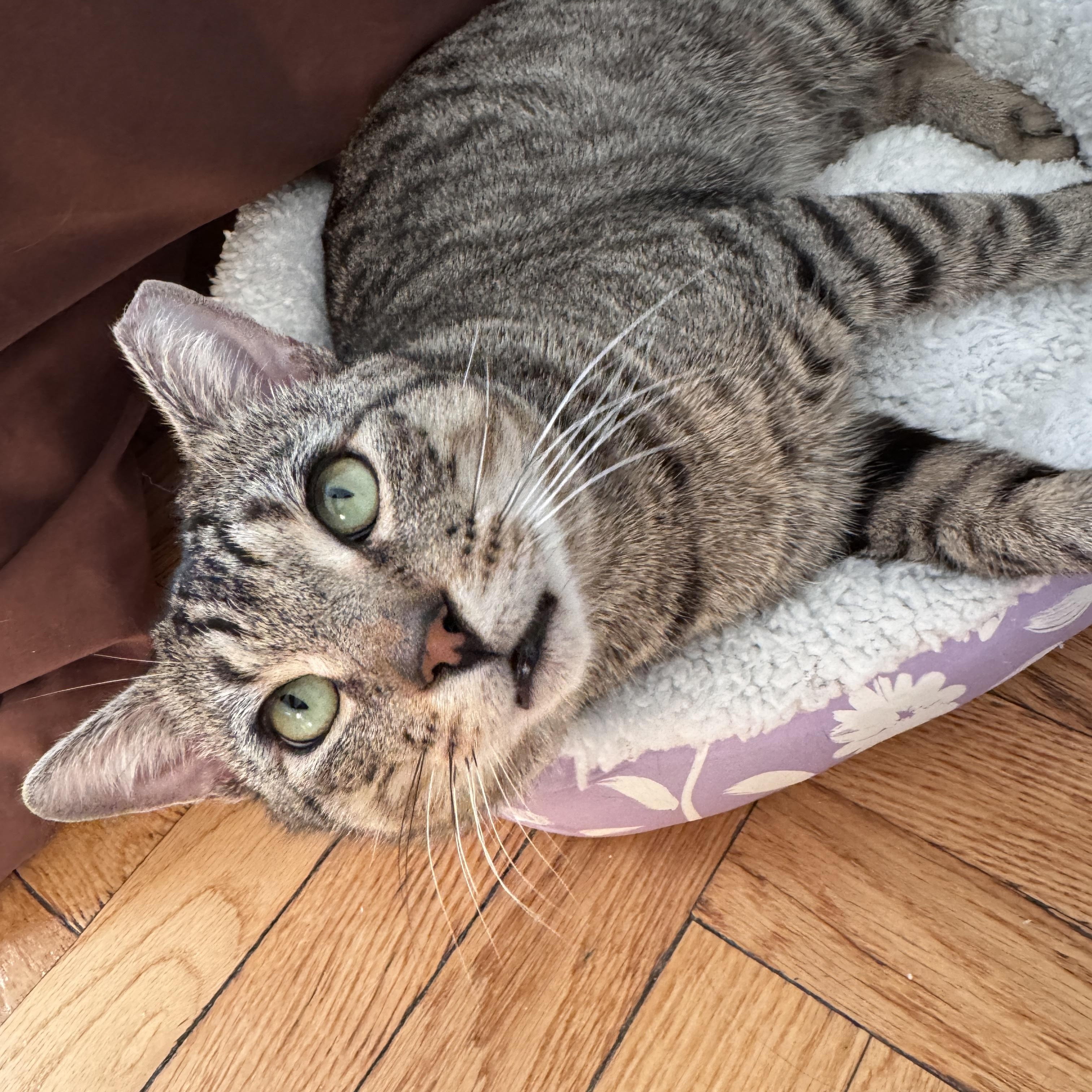 Enlarge Toby, a Adoptable Domestic Short Hair in Brooklyn, NY image 1/5