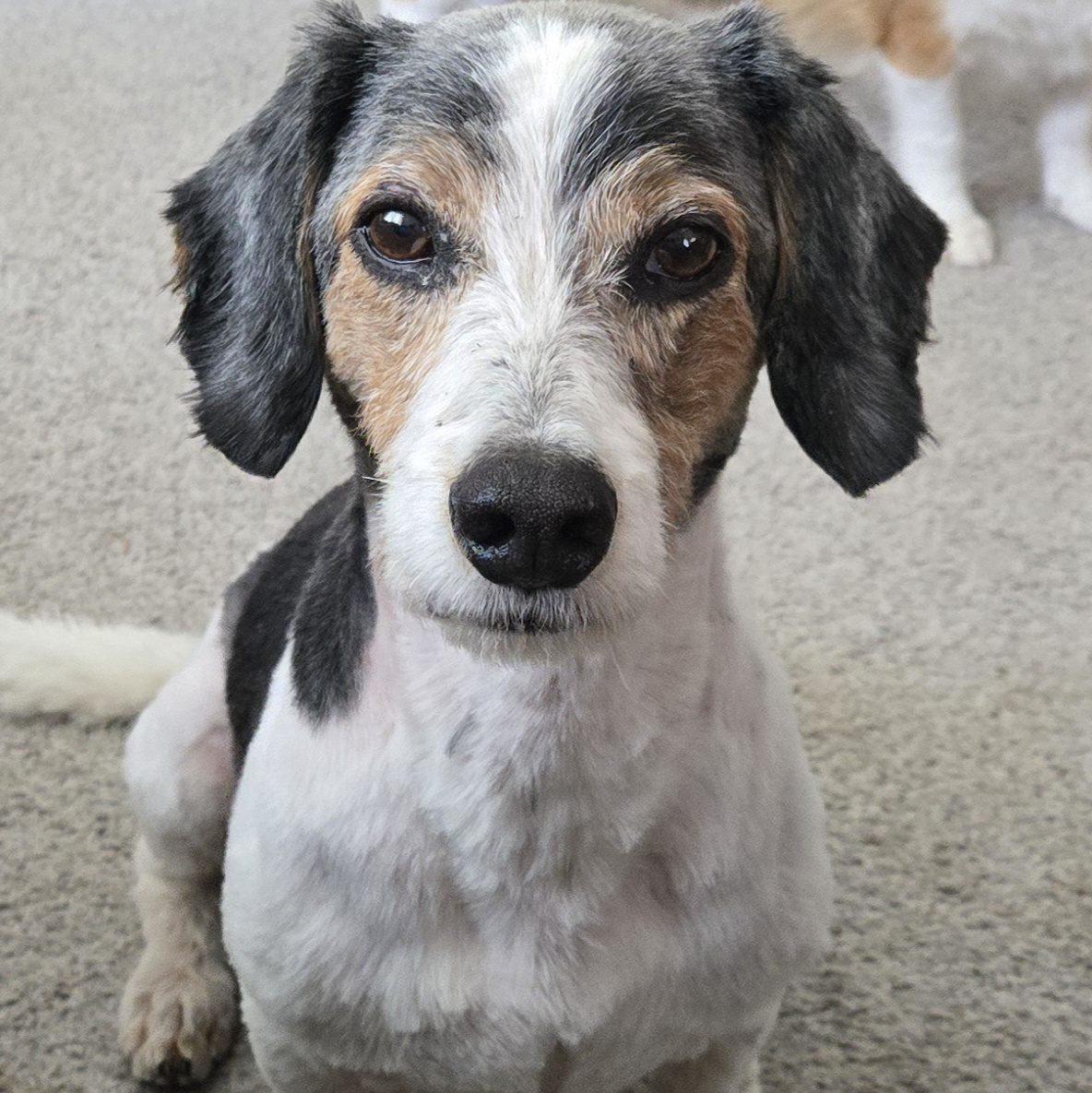Enlarge Ringo Starr, a ADOPTABLE mixed breed in Des Moines, IA image 1/1