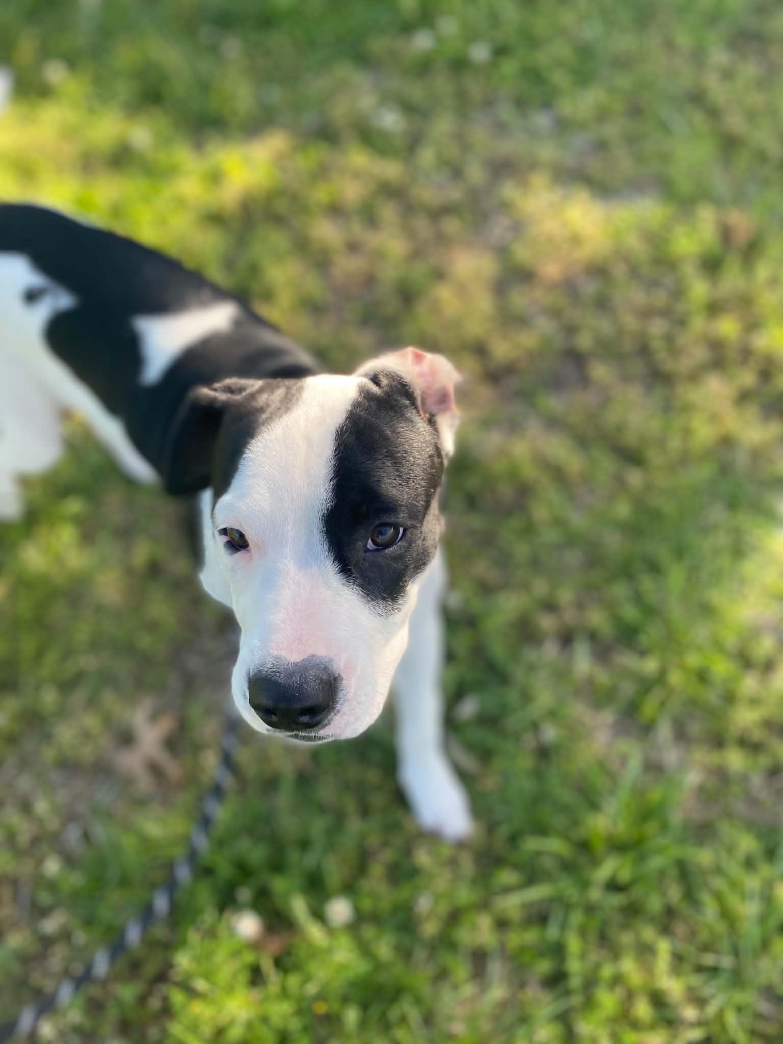 Dottie, a ADOPTABLE mixed breed in Windsor, MO image 5/6