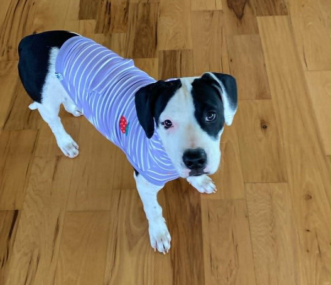 Dottie, ADOPTABLE, Young Female Pit Bull Terrier & Dogo Argentino.