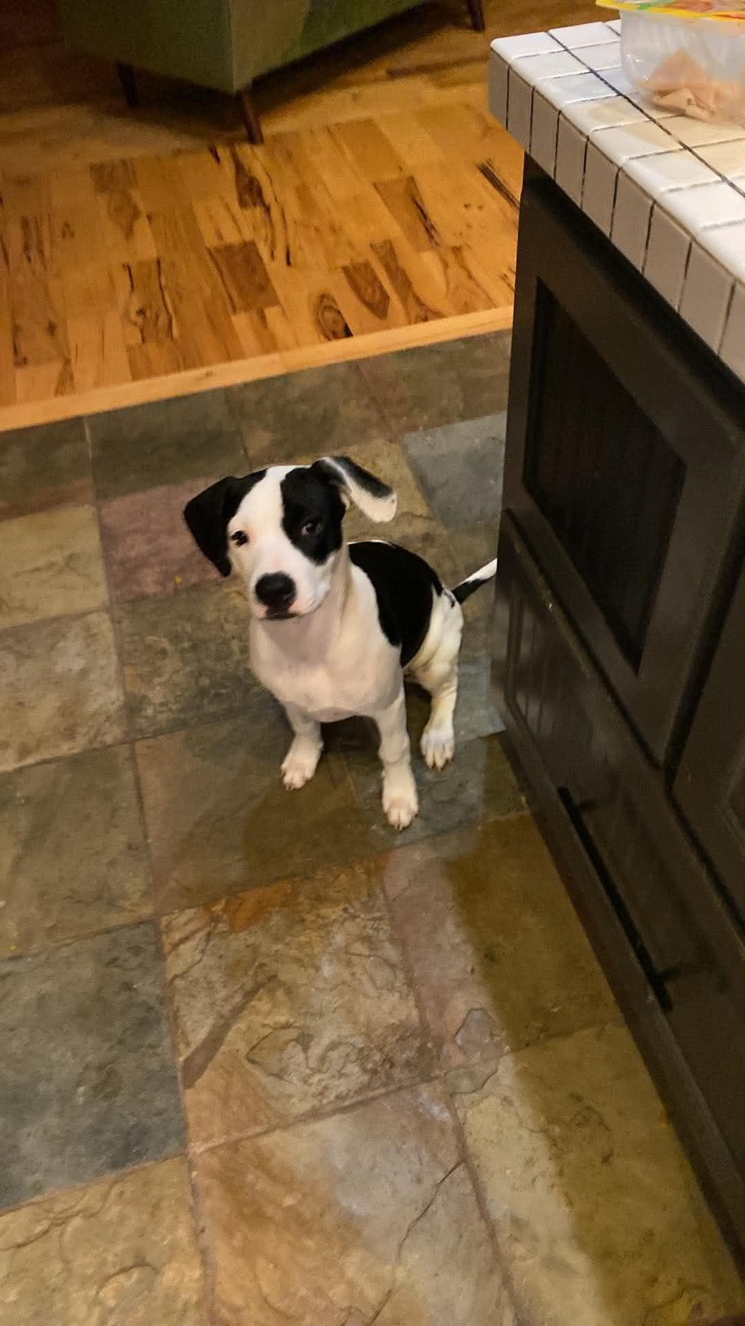 Dottie, a ADOPTABLE mixed breed in Windsor, MO image 2/6
