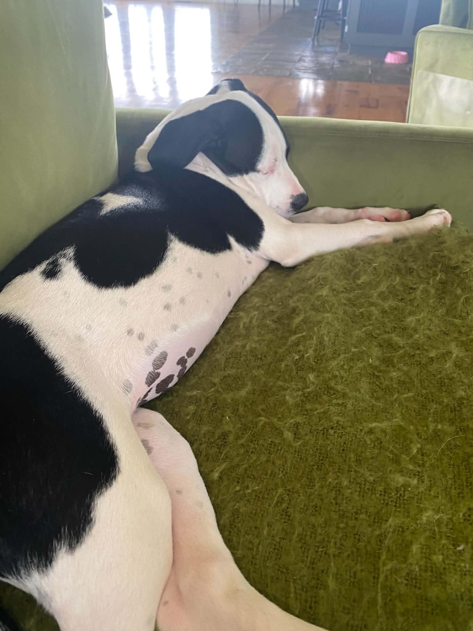 Dottie, a ADOPTABLE mixed breed in Windsor, MO image 6/6