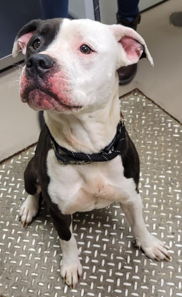 Squiggles, a Adoptable Pit Bull Terrier in Christiansburg, VA image 1/2