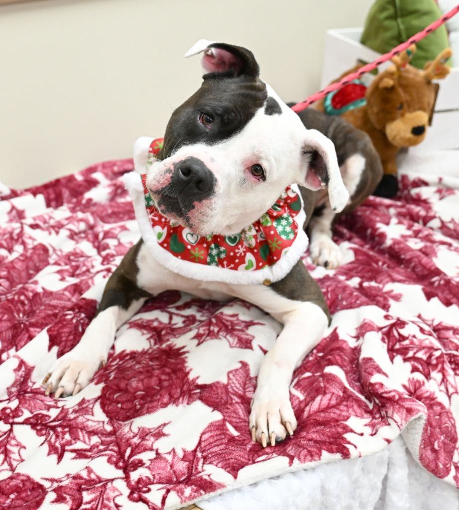 Squiggles, a Adoptable Pit Bull Terrier in Christiansburg, VA image 2/2