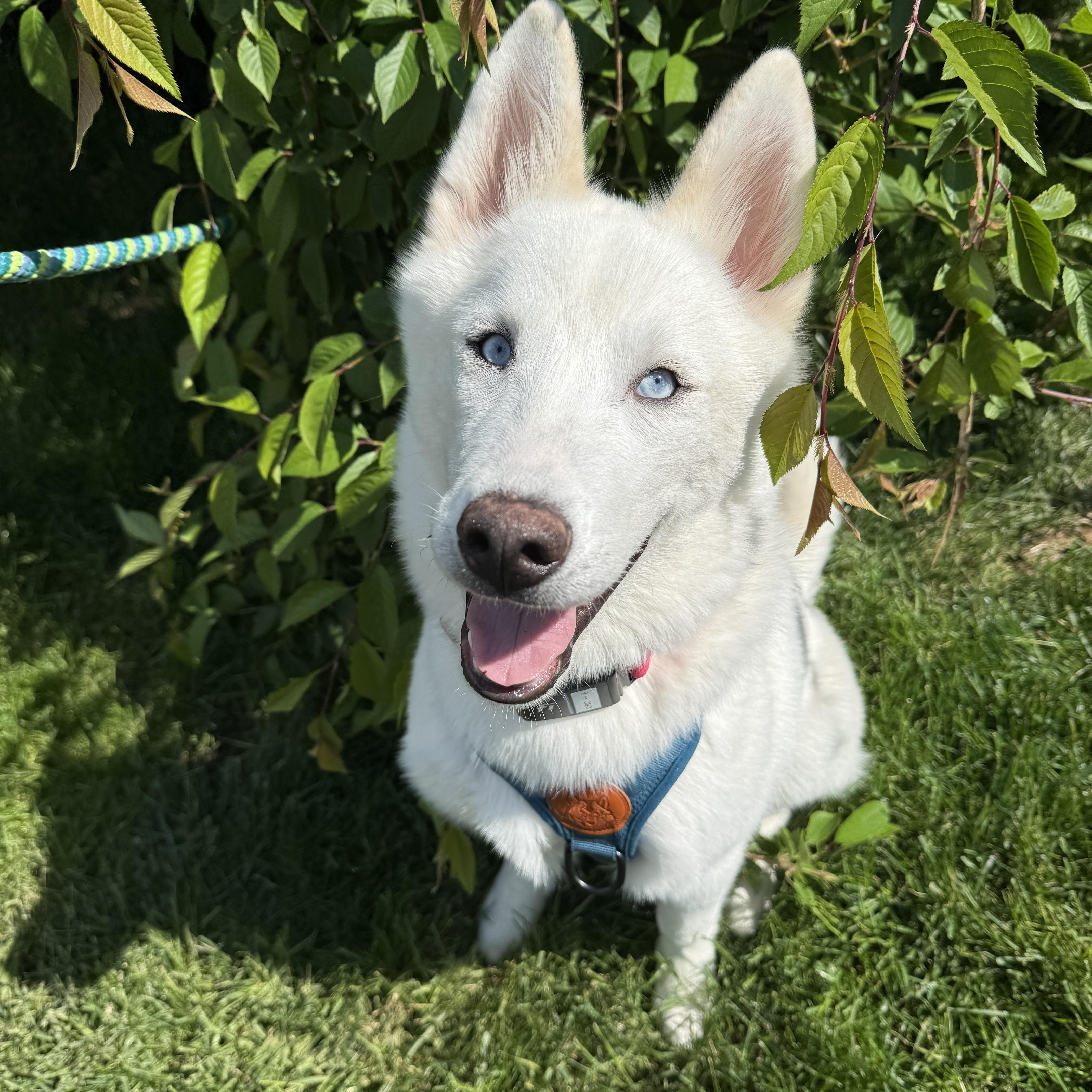 Hoodwink, a ADOPTABLE Husky in Columbus, OH image 2/4