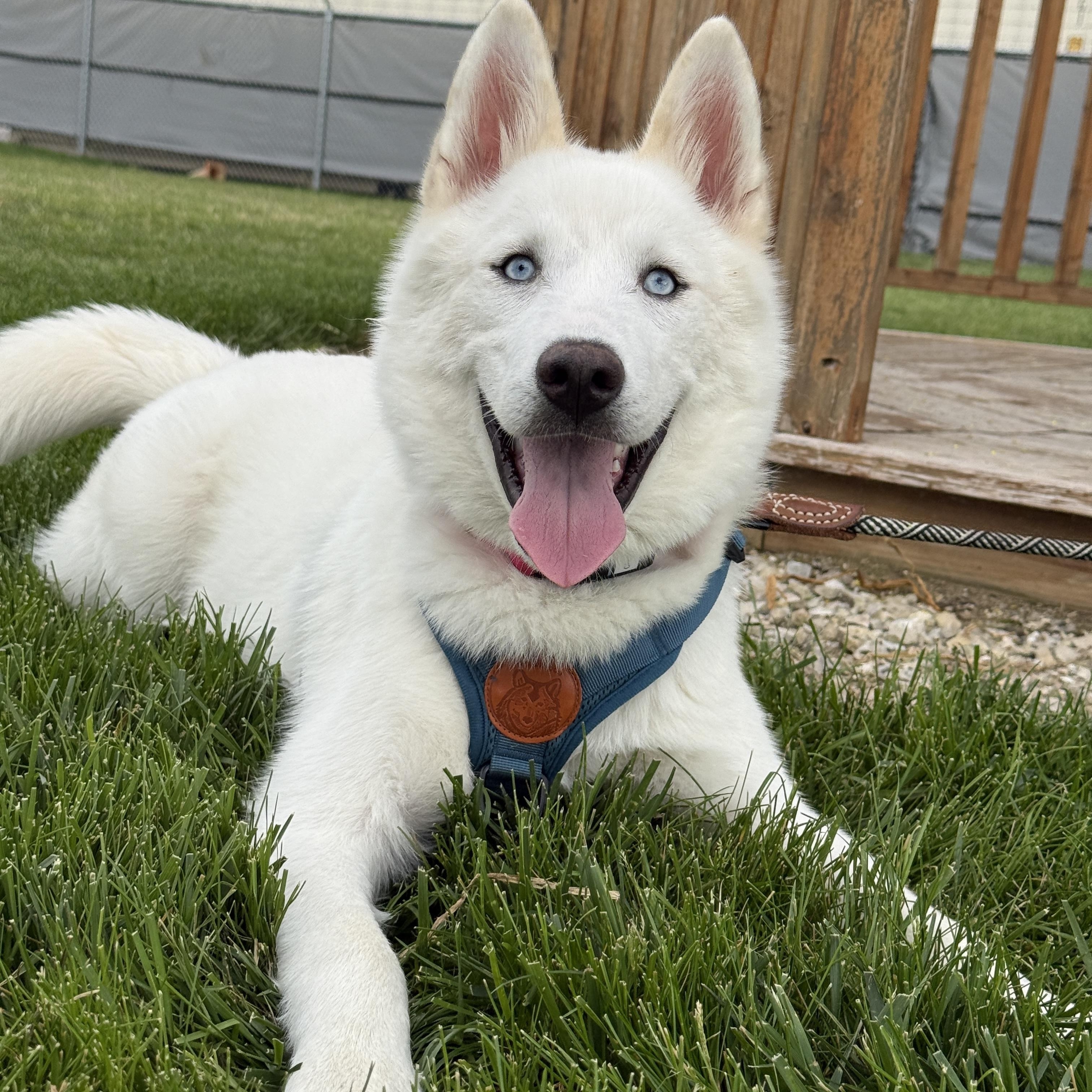 Hoodwink, a ADOPTABLE Husky in Columbus, OH image 4/4