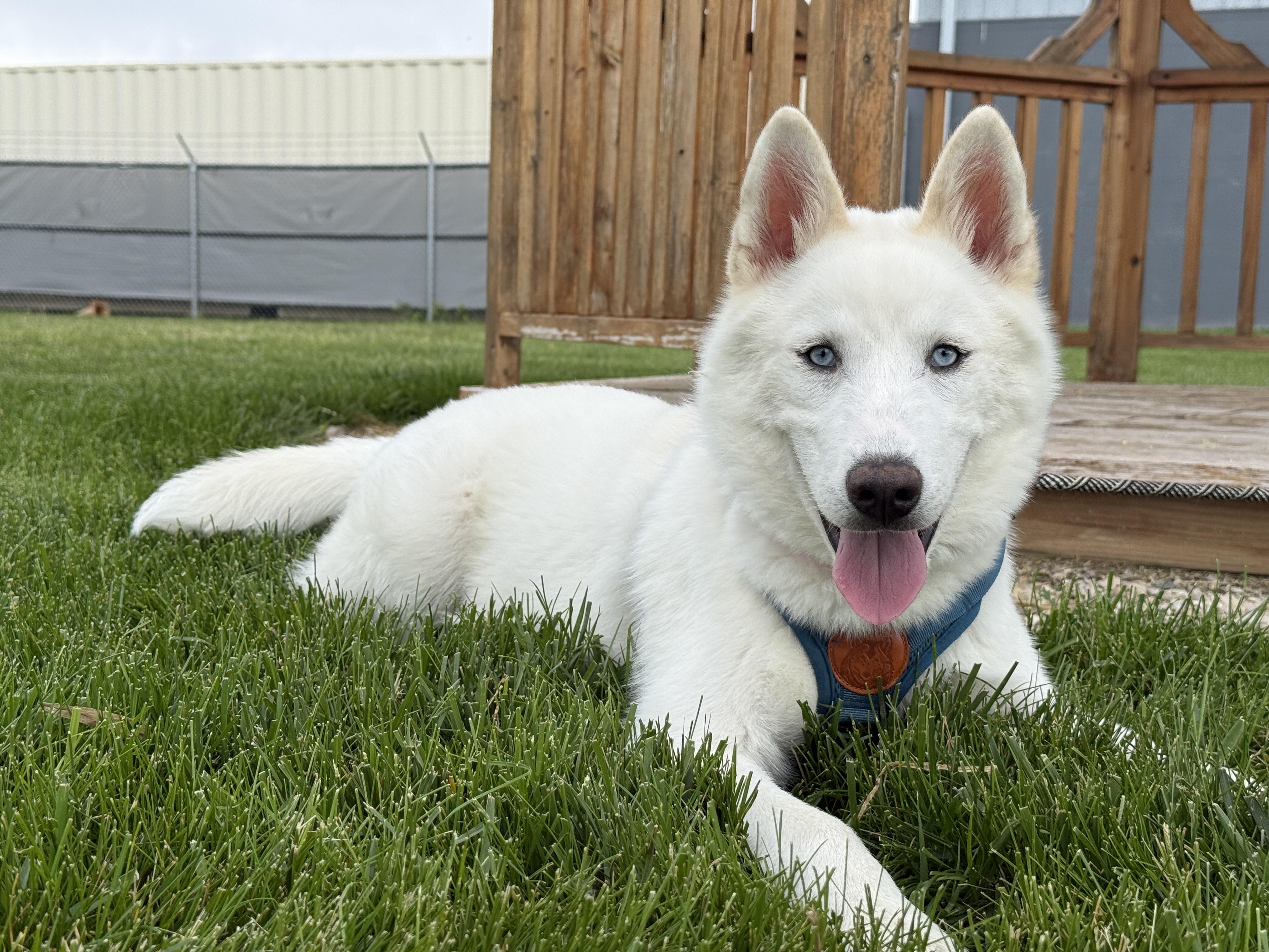 Hoodwink, a ADOPTABLE Husky in Columbus, OH image 1/4