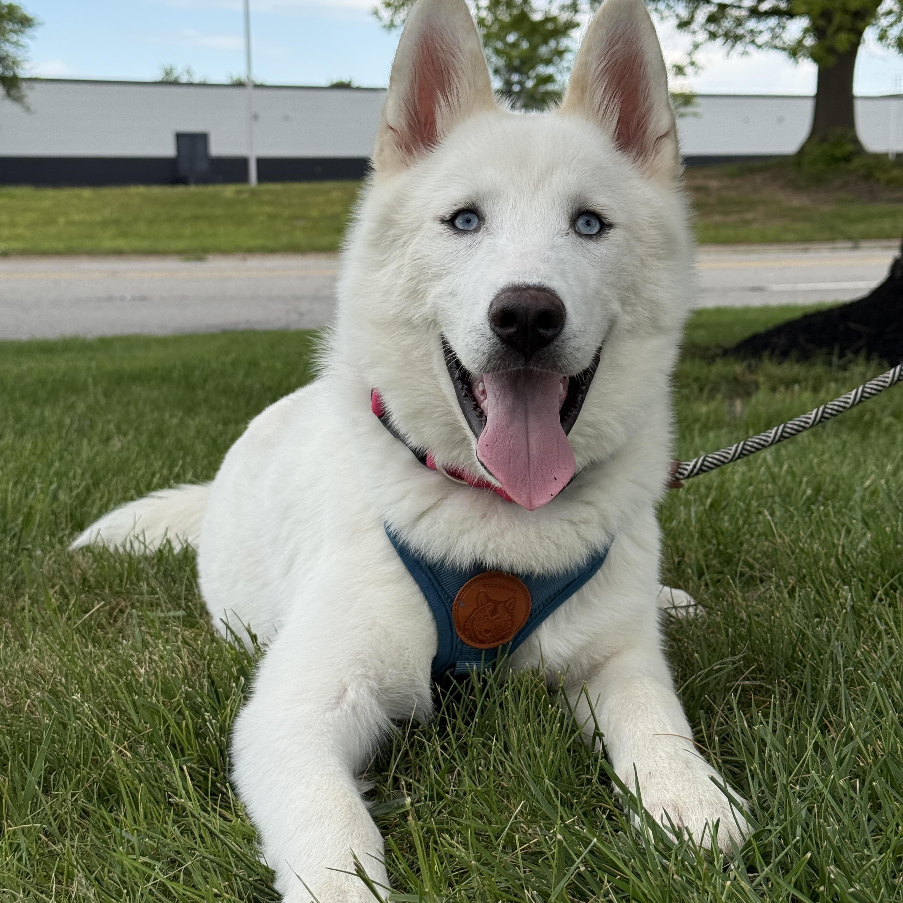 Hoodwink, a ADOPTABLE Husky in Columbus, OH image 3/4