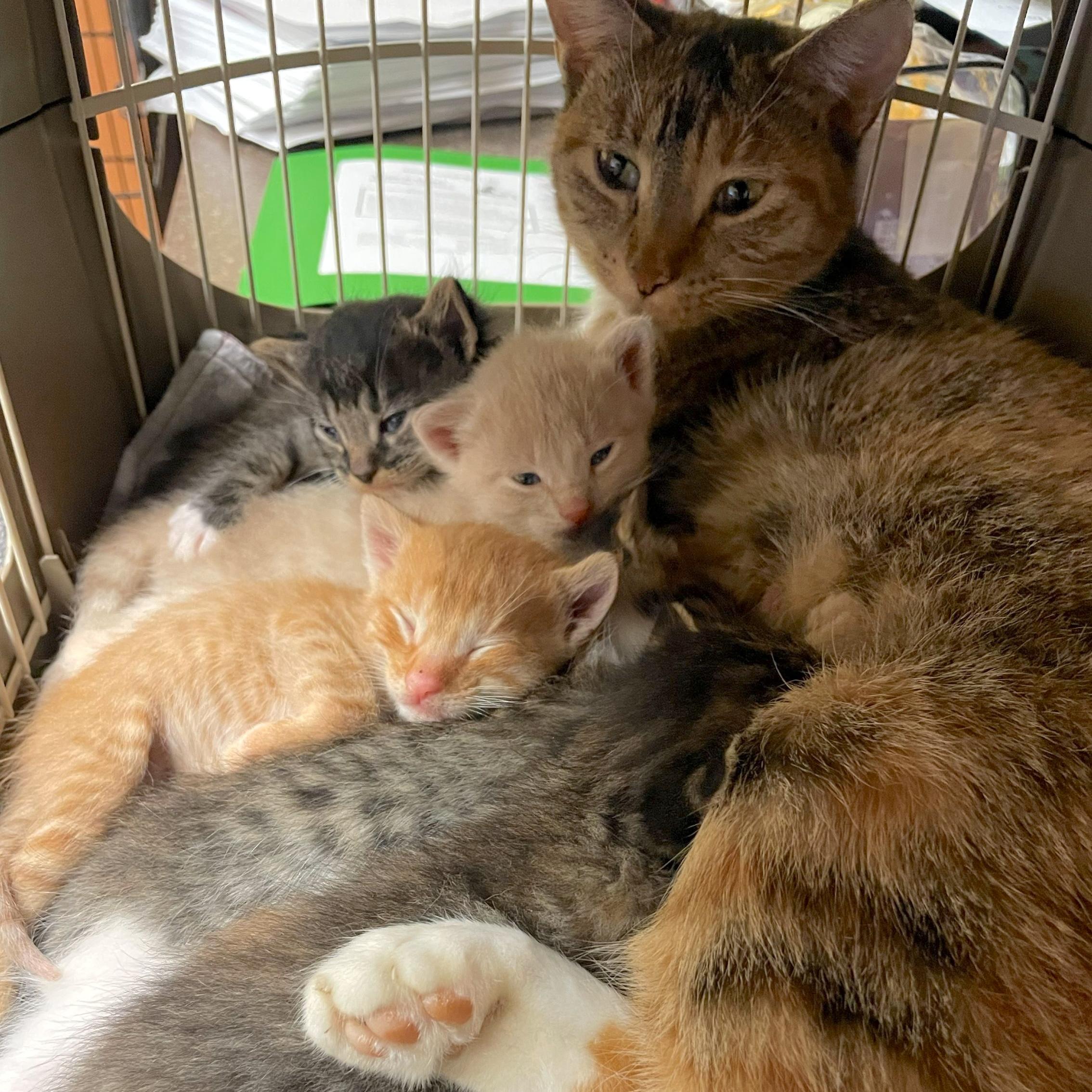 Enlarge Celestial, an adopted Domestic Short Hair in Rochester, MN image 2/2