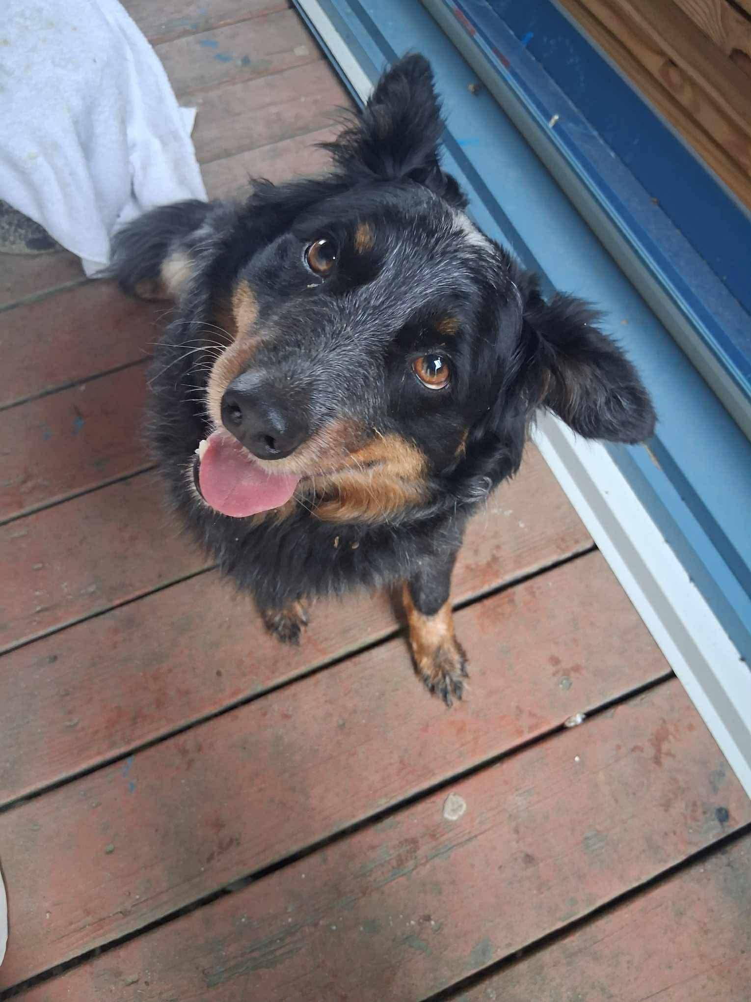 Maddie, a Adoptable Australian Shepherd in Panama City, FL image 1/4