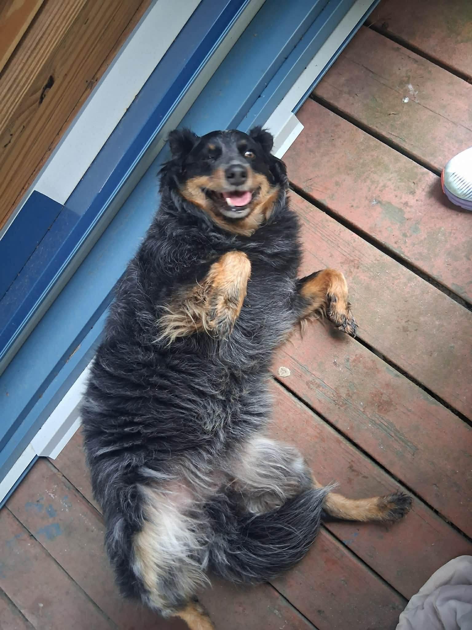 Maddie, a Adoptable Australian Shepherd in Panama City, FL image 2/4