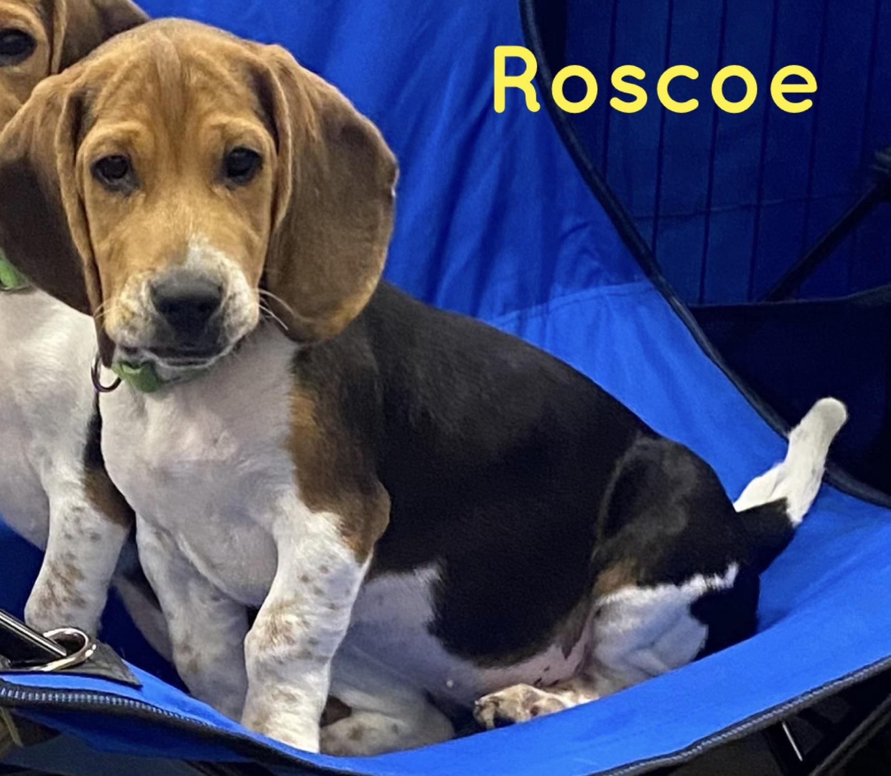 Enlarge Roscoe, a Adoptable Beagle in warrenville, SC image 1/1