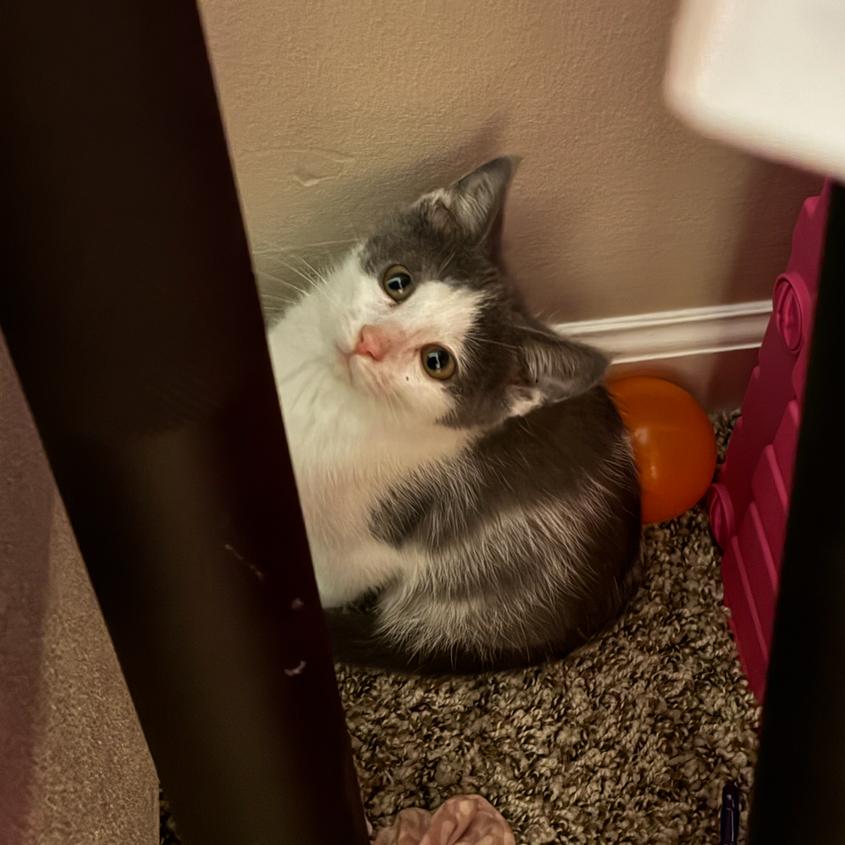 Enlarge Storm, a Adoptable Domestic Short Hair in Clarksville, TN image 2/6