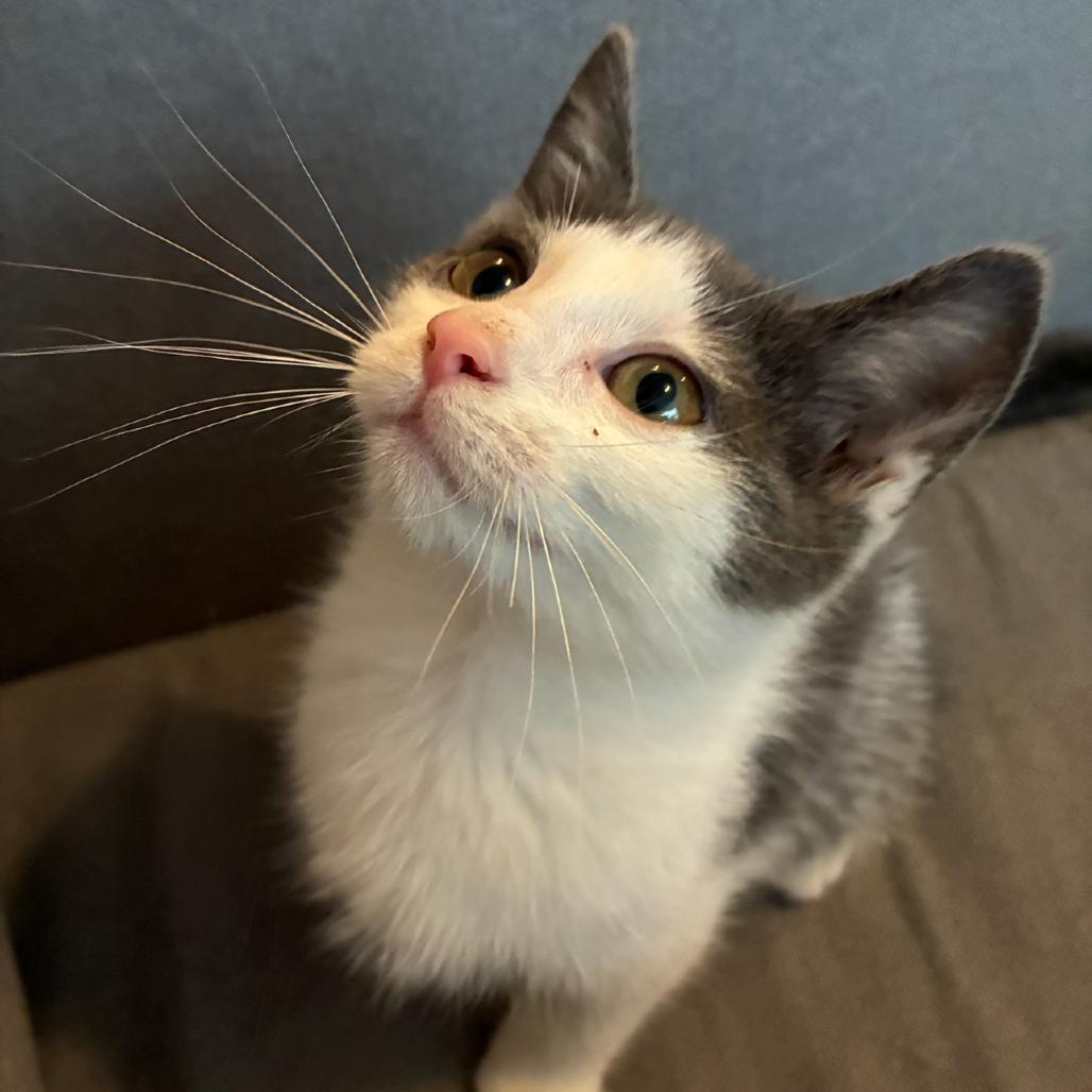 Enlarge Storm, a Adoptable Domestic Short Hair in Clarksville, TN image 3/6