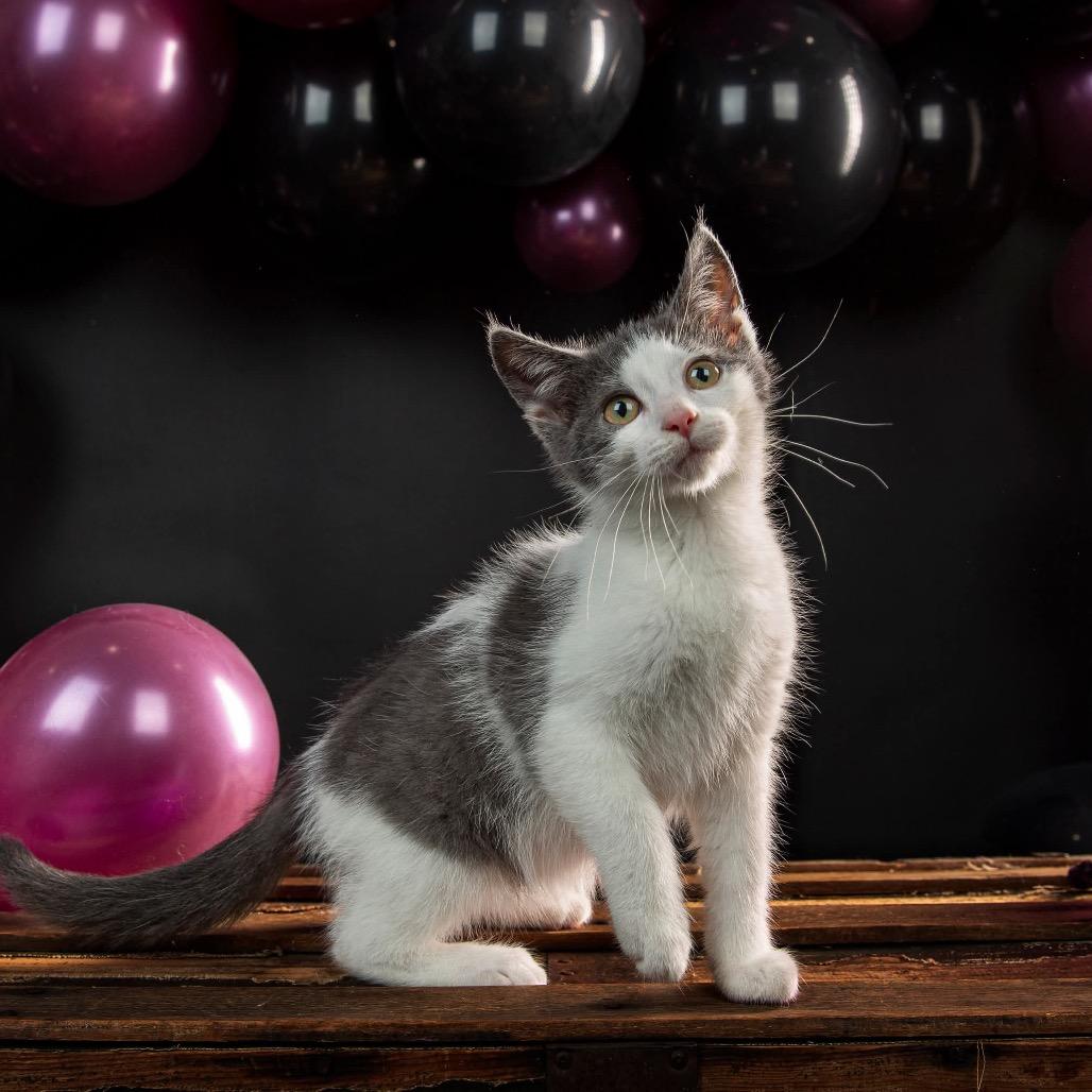 Enlarge Storm, a Adoptable Domestic Short Hair in Clarksville, TN image 5/6