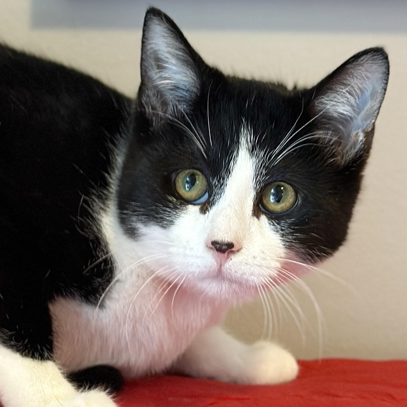 Smudge, a ADOPTABLE Domestic Short Hair in Victor, NY image 2/2