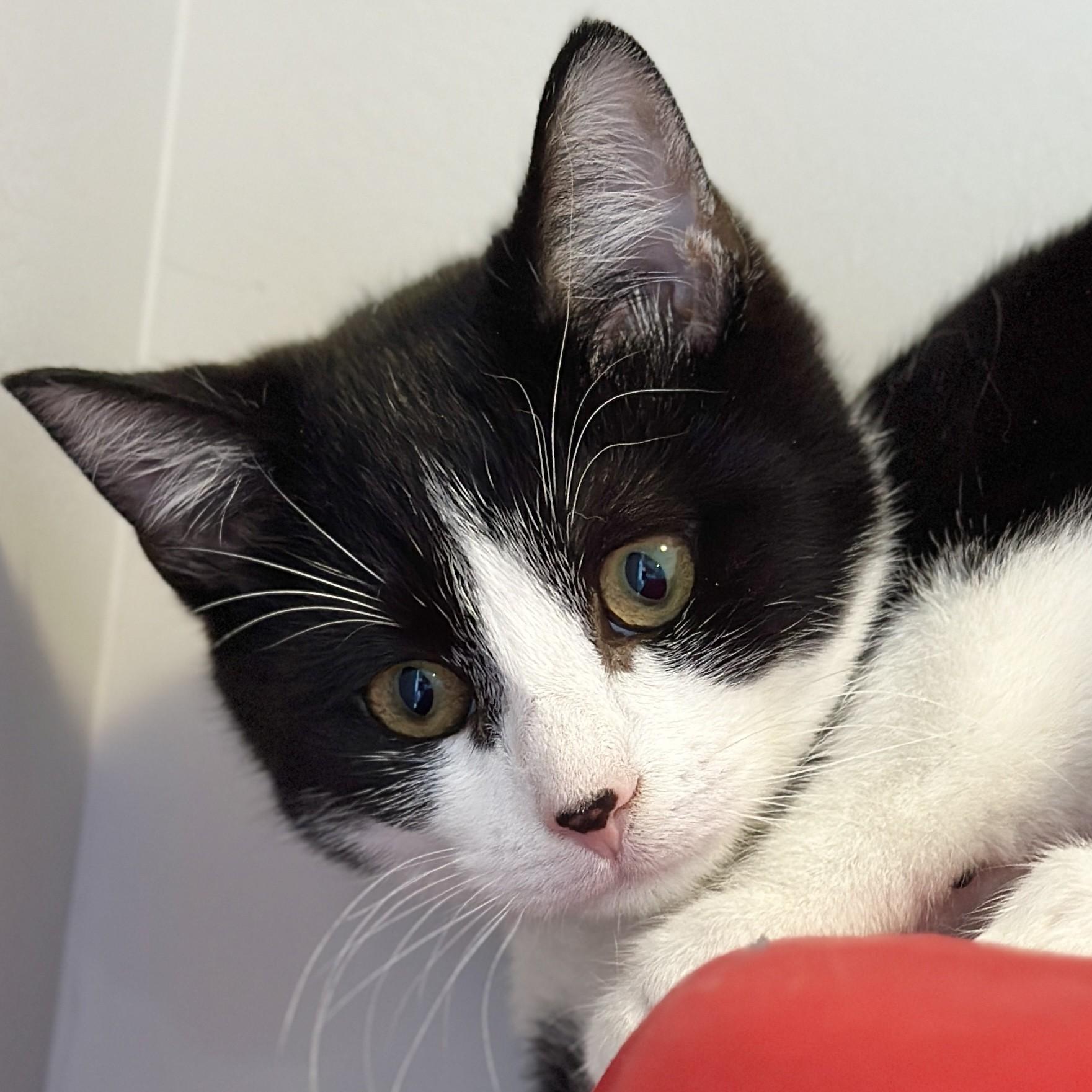 Smudge, ADOPTABLE, Young Female Domestic Short Hair.