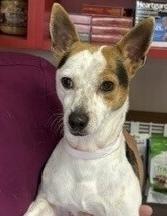 Spencer, Adoptable, Young Male Jack Russell Terrier & Rat Terrier.