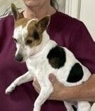 Enlarge Spencer, a Adoptable mixed breed in Dawson, GA image 2/4