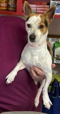 Spencer, Adoptable, Young Male Jack Russell Terrier & Rat Terrier.