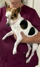 Spencer, a Adoptable mixed breed in Dawson, GA image 2/2