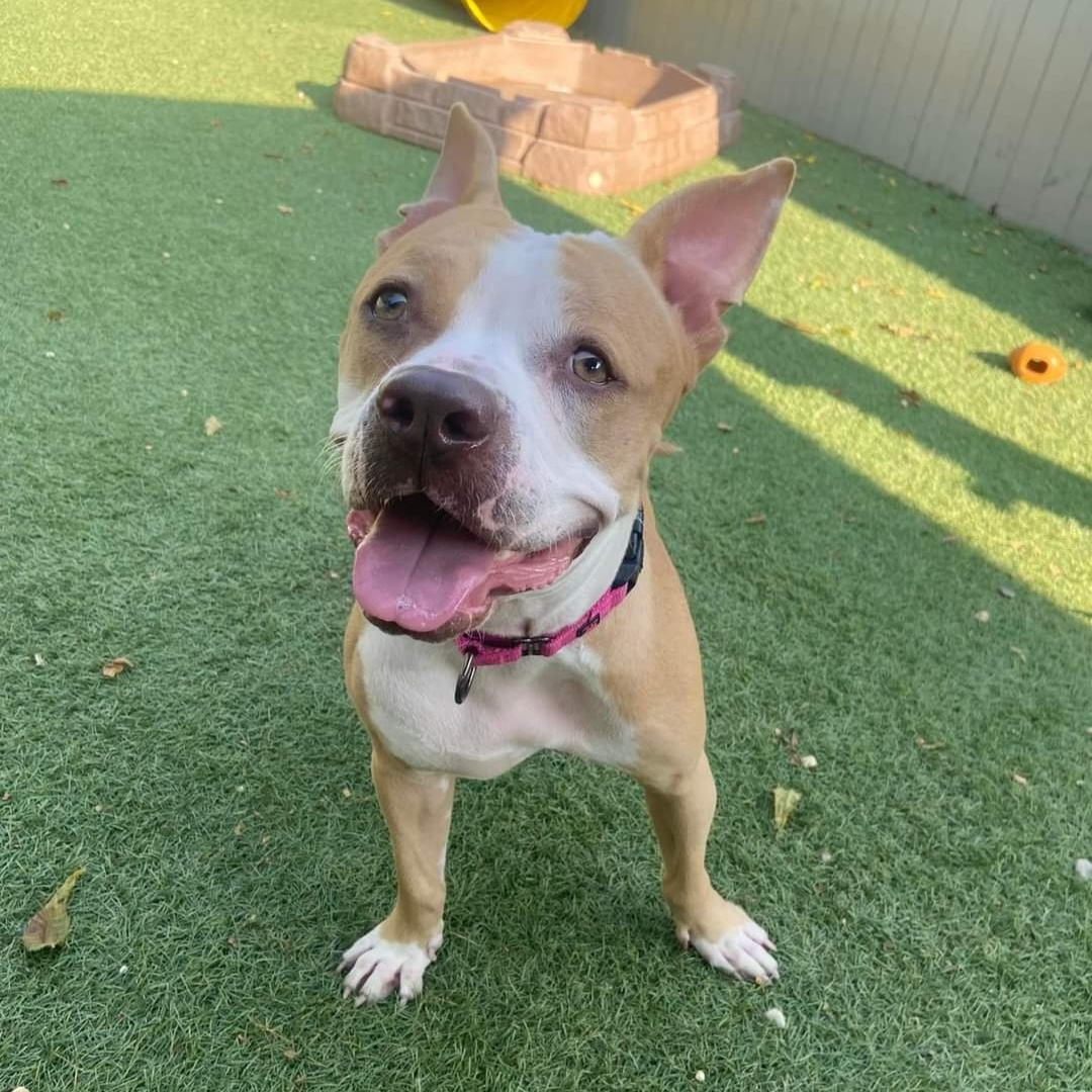 Enlarge Sora, a Adoptable mixed breed in Breinigsville, PA image 1/6