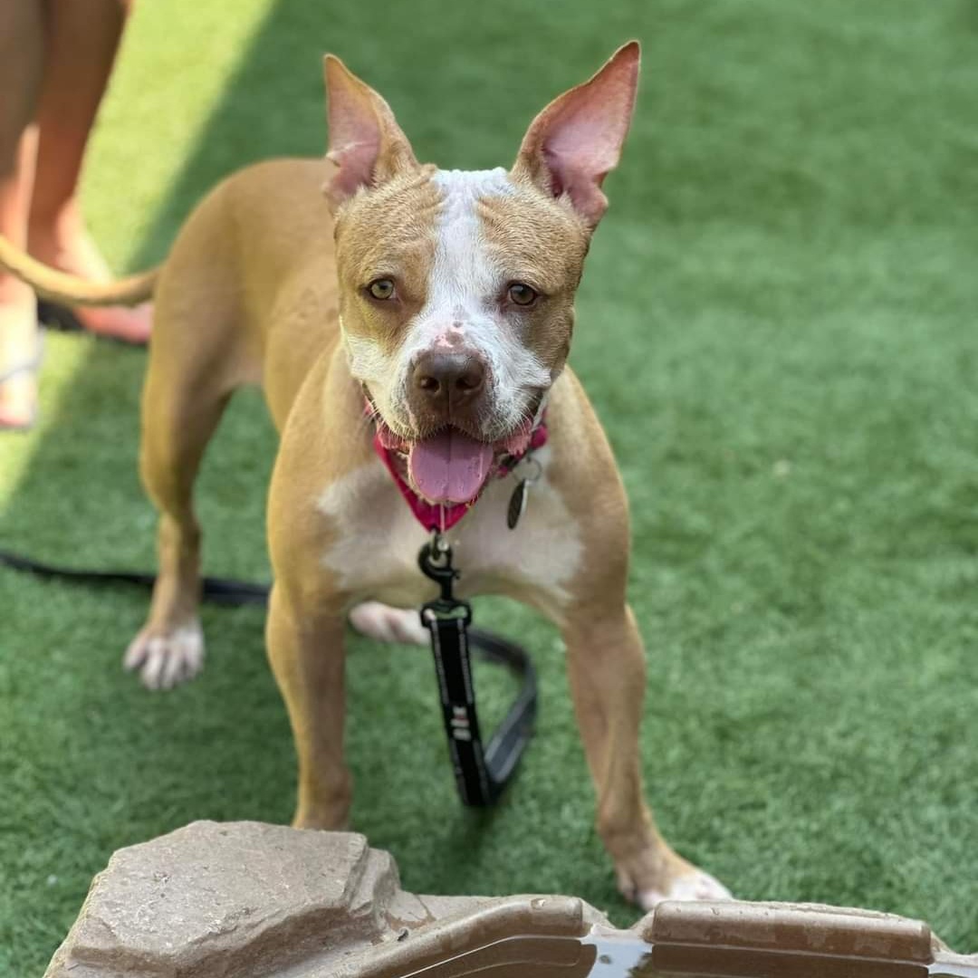 Enlarge Sora, a Adoptable mixed breed in Breinigsville, PA image 6/6