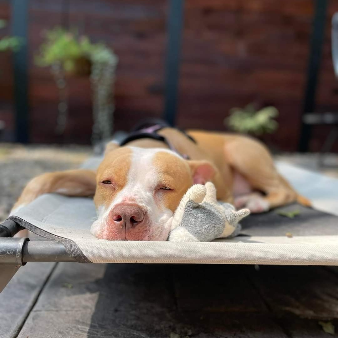 Enlarge Sora, a Adoptable mixed breed in Breinigsville, PA image 4/6